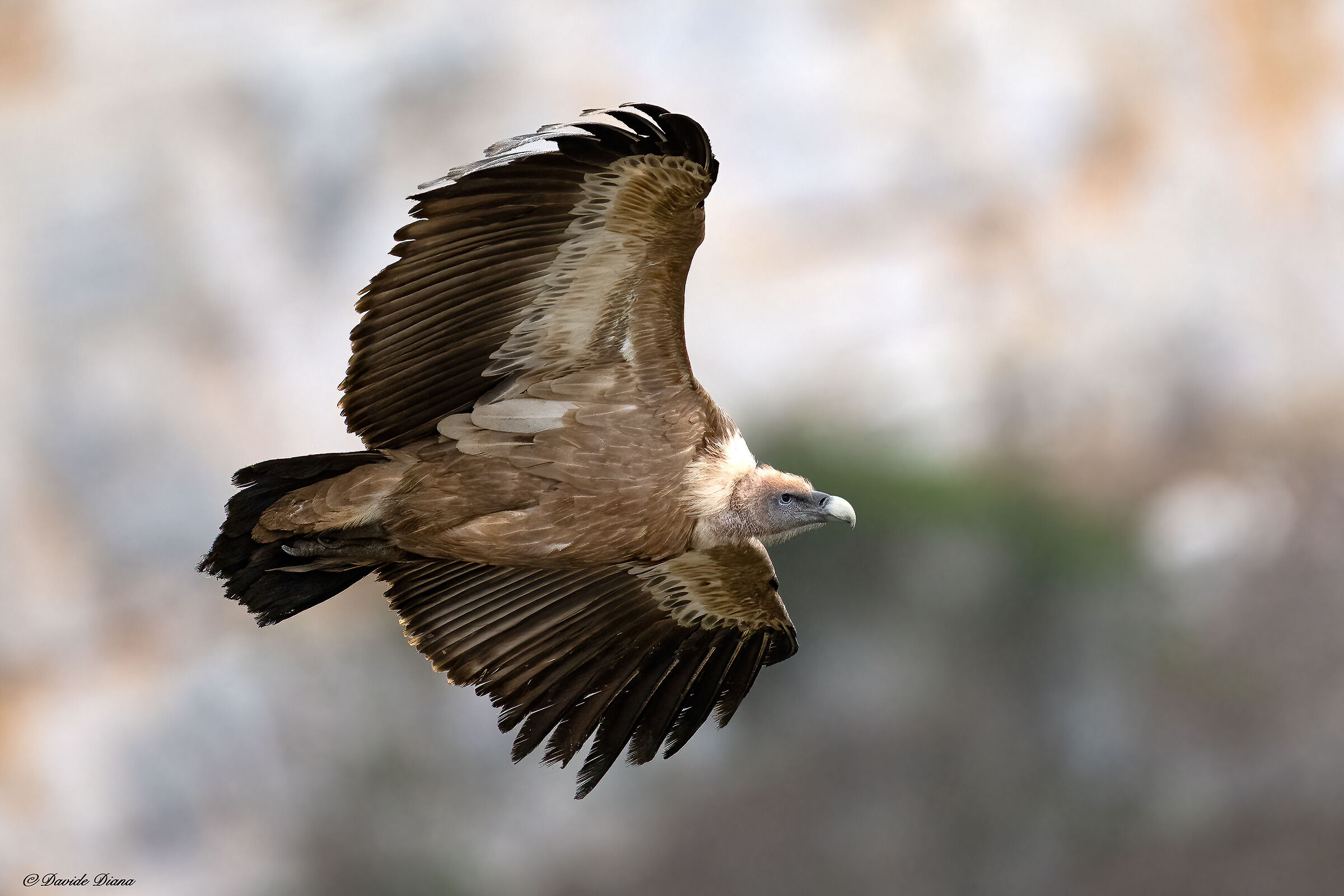 Griffon vulture - Gorges du Verdon
