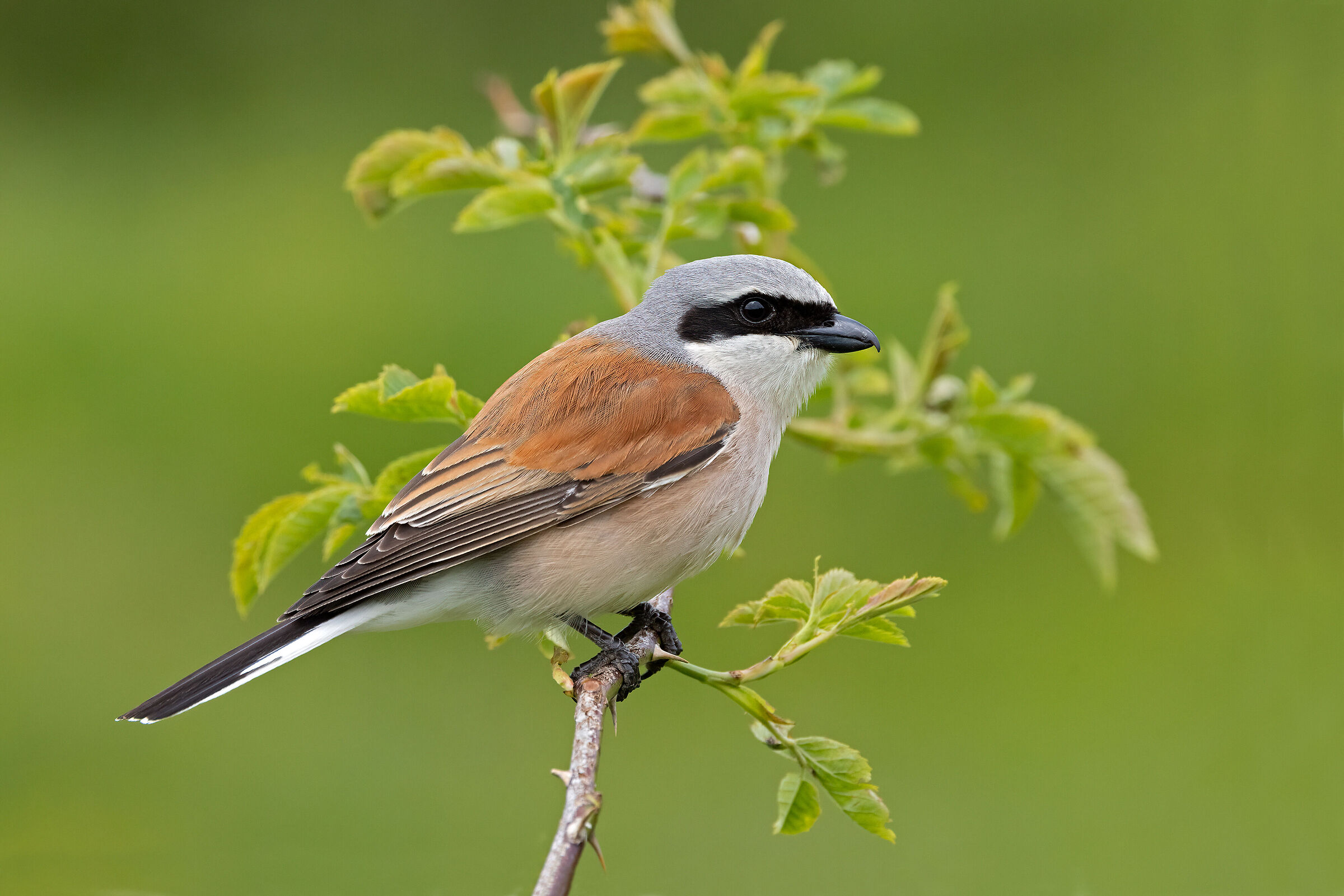 Shrike (m)