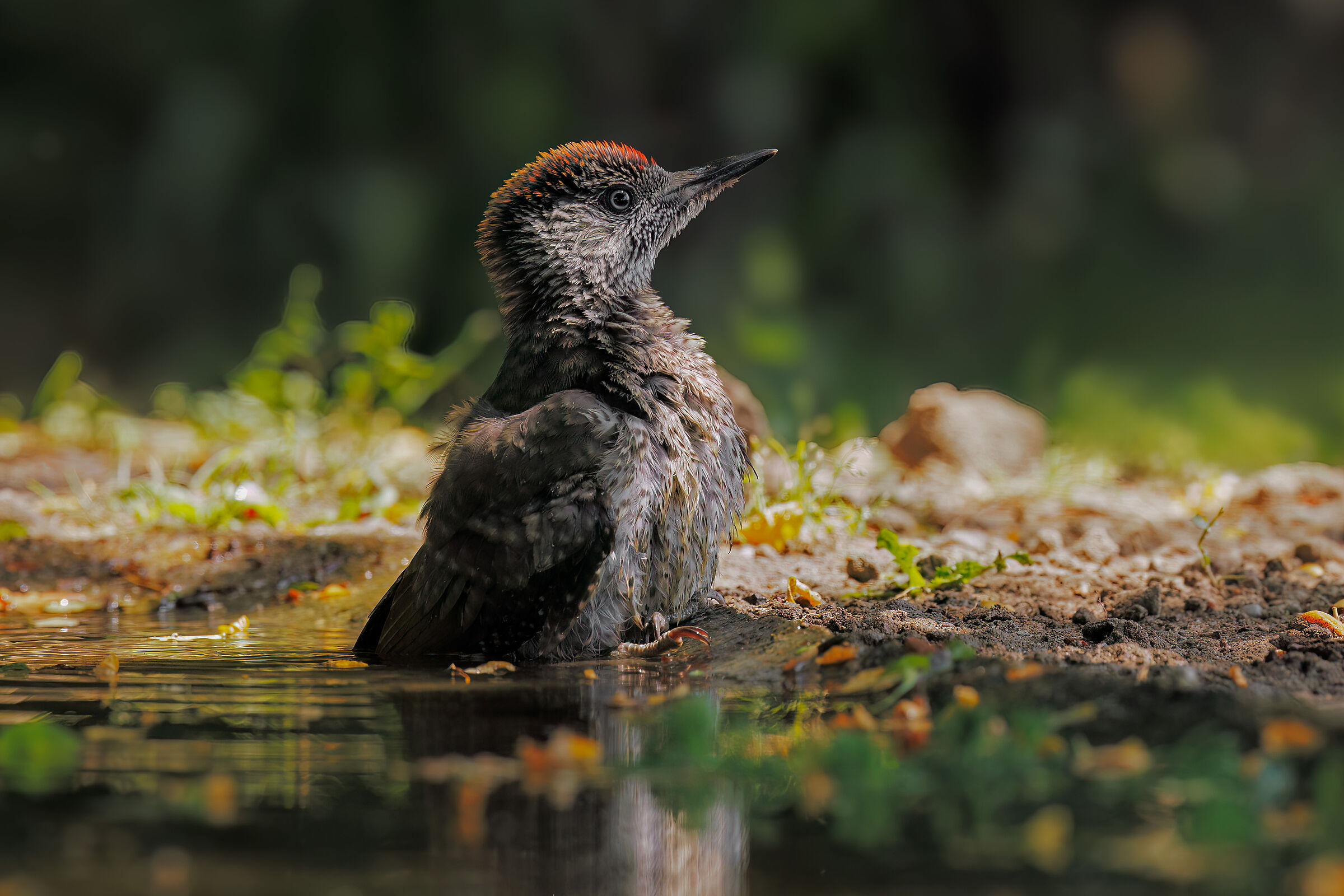 Picchio verde giovane