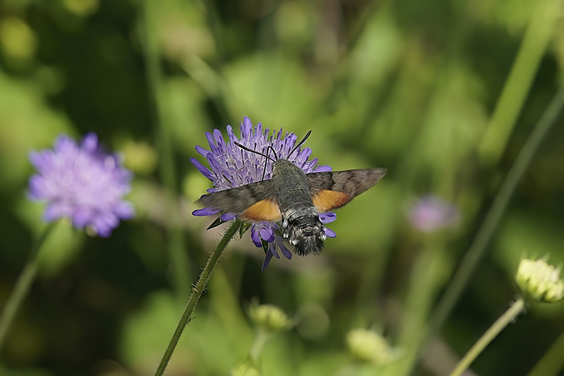 Macroglossa Stellatarium