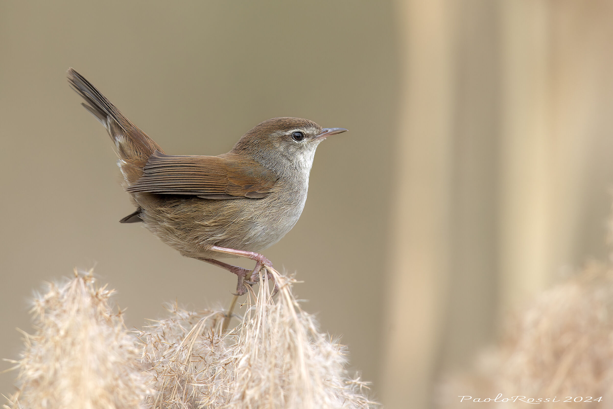 River nightingale...