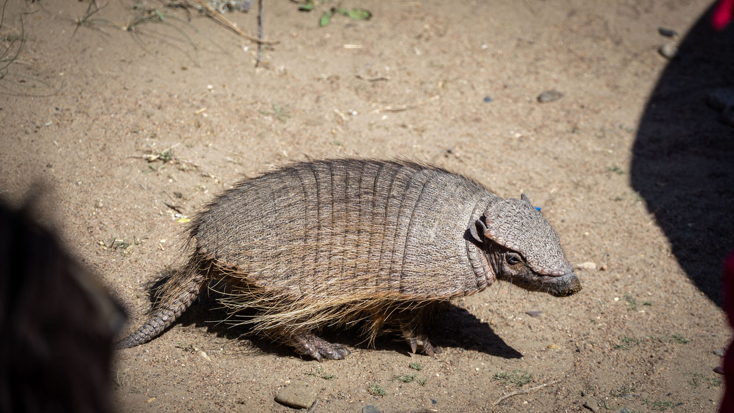 Chaetophractus villosus