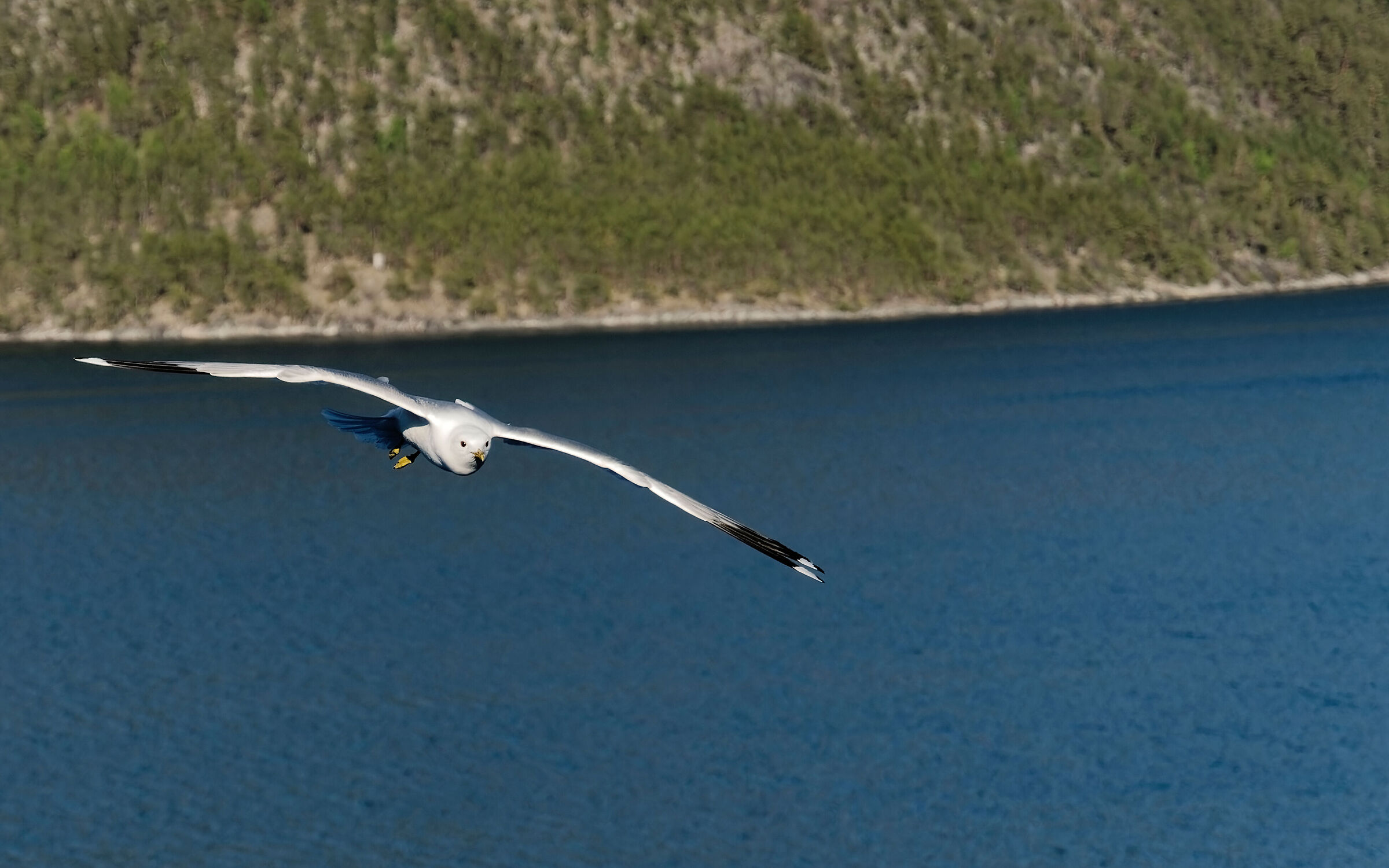 Seagull in flight over Flam Fjord (NOR)