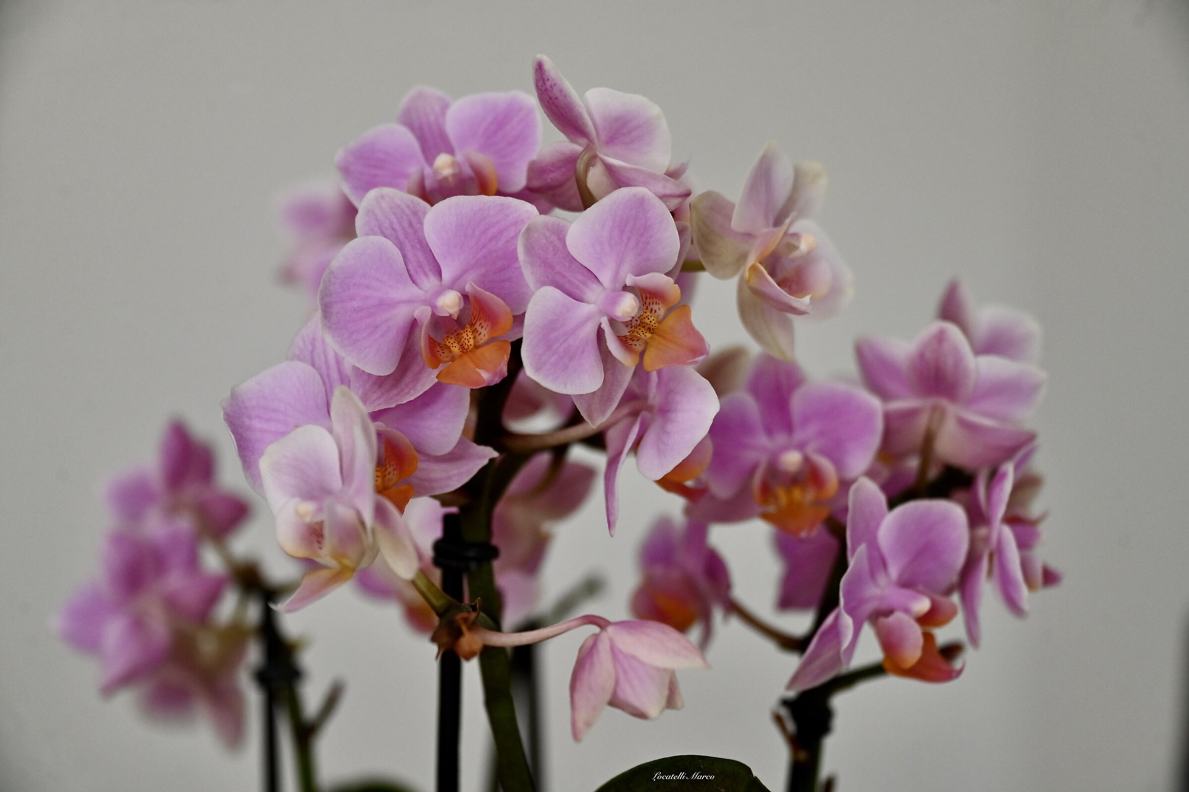 Orchidea