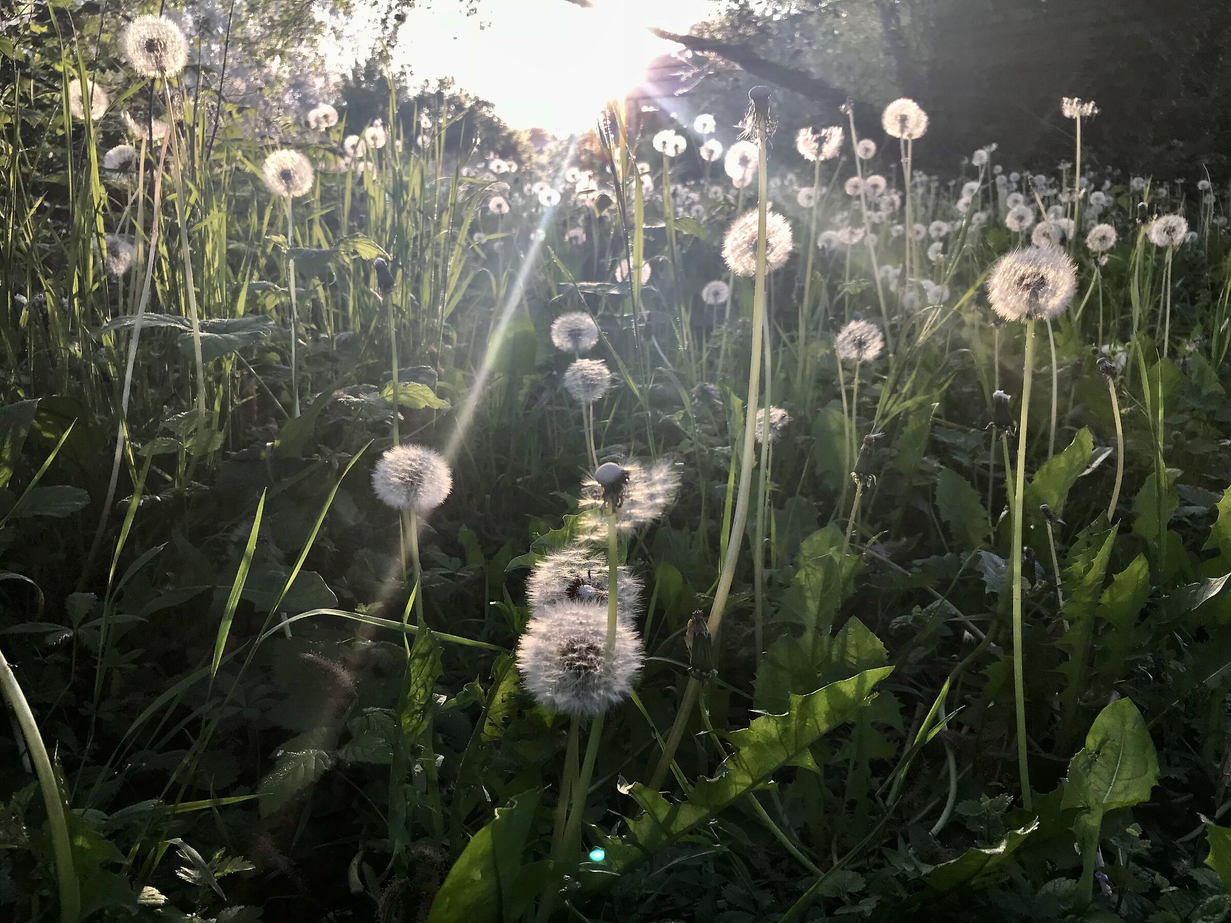ephemeral