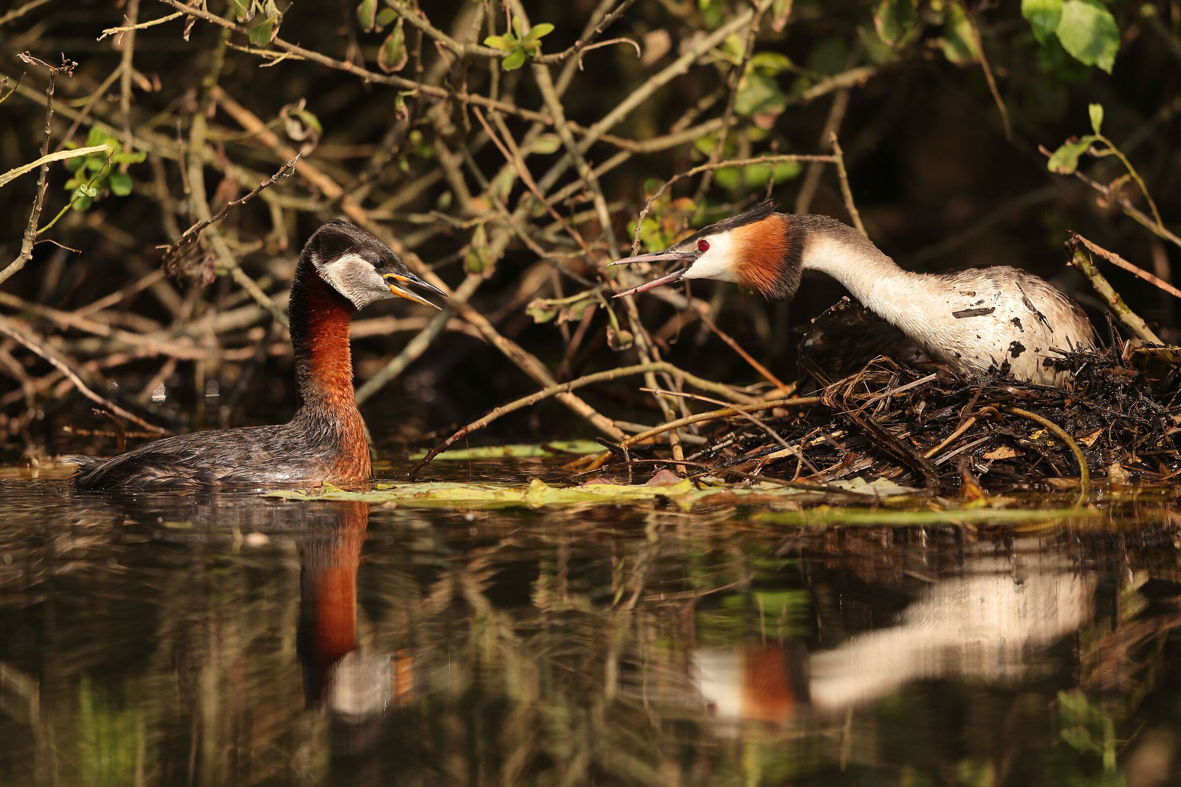 Svasso collorosso vs svasso maggiore