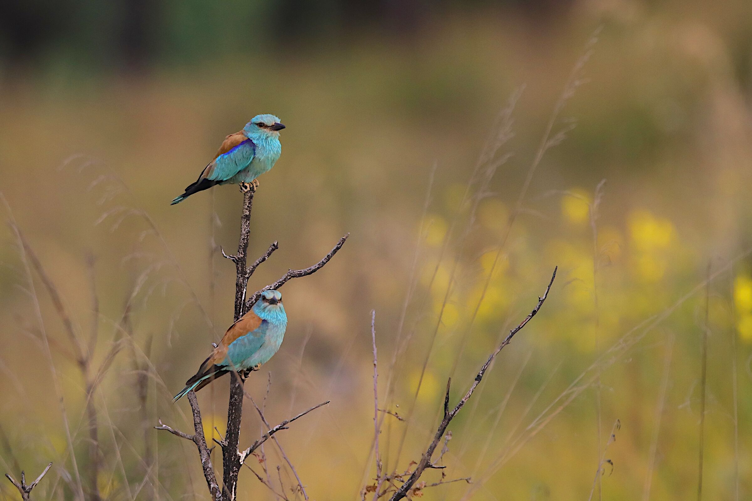 Jay, the couple on perch