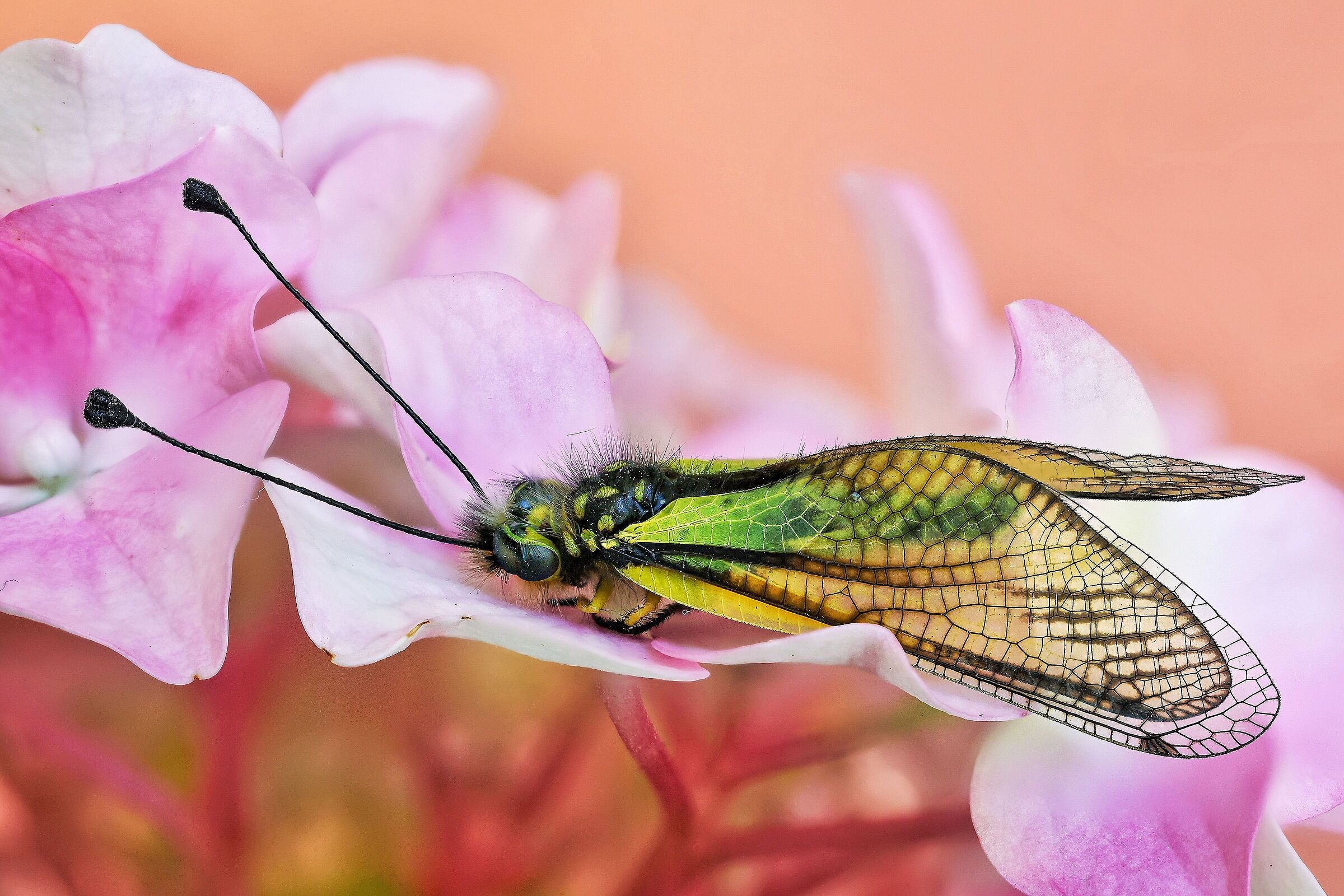 Libelloides coccajus su Hydrangea macrophylla