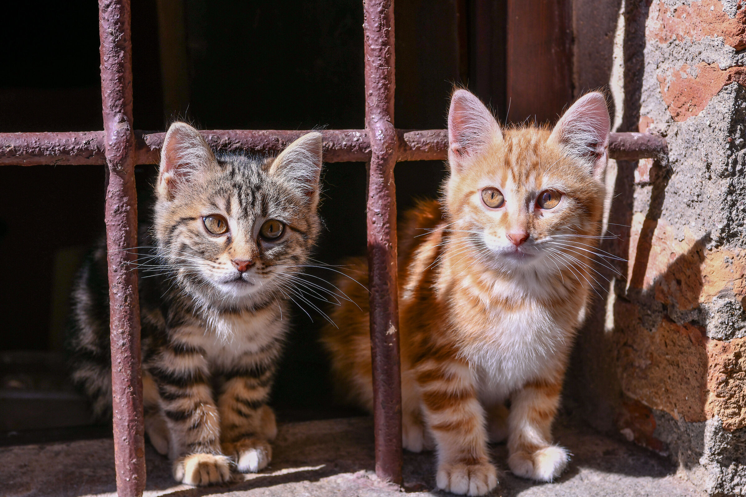 Due simpatiche "canaglie"!!