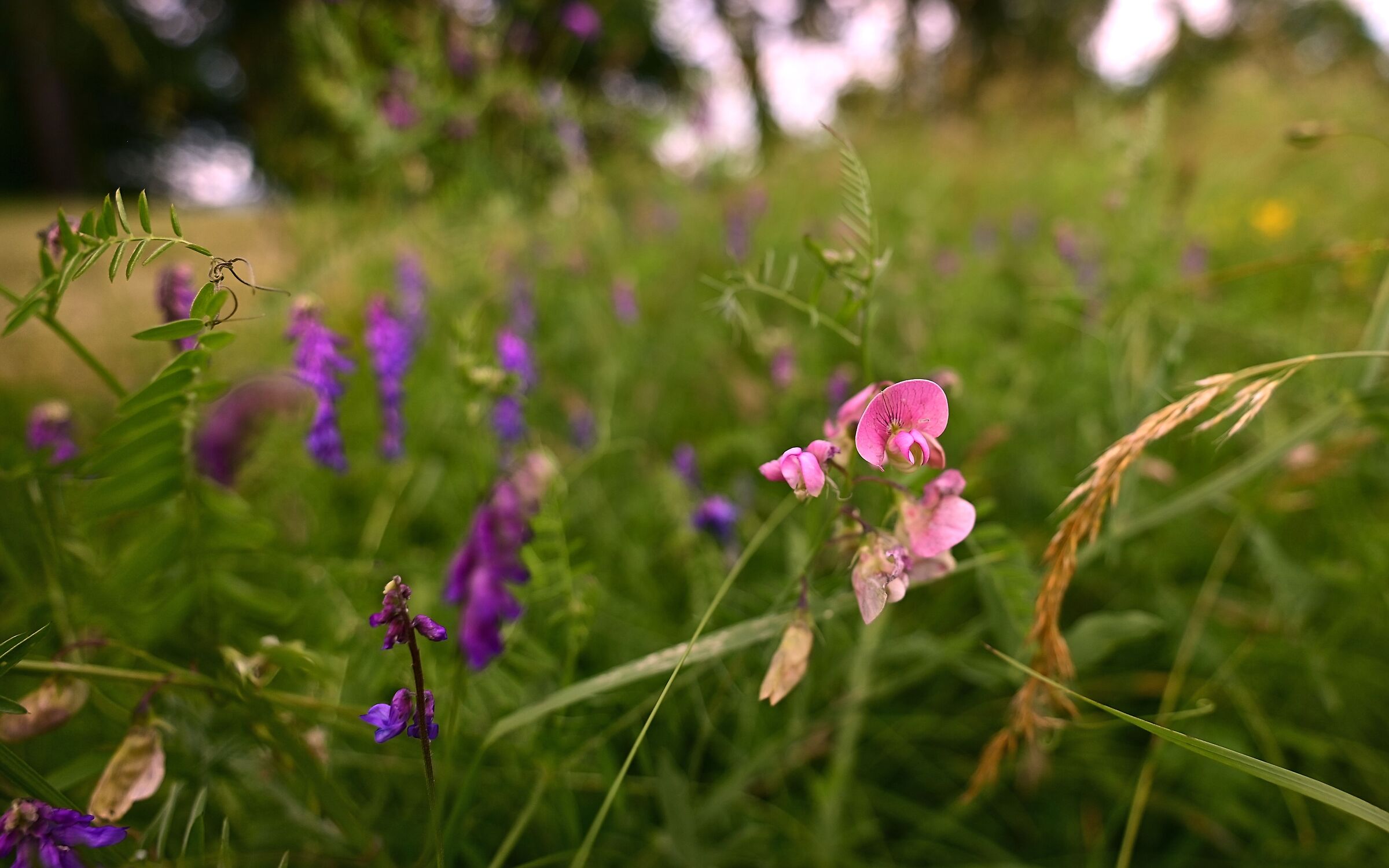 field flowers