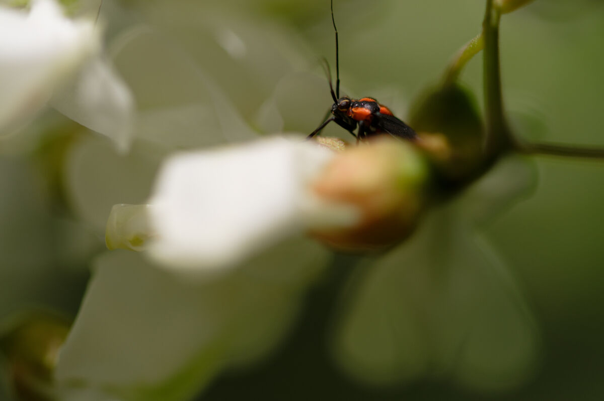 insetto rosso tra i petali bianchi