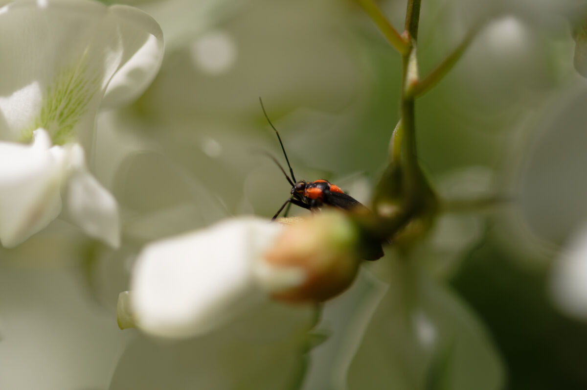 insetto rosso tra i petali bianchi