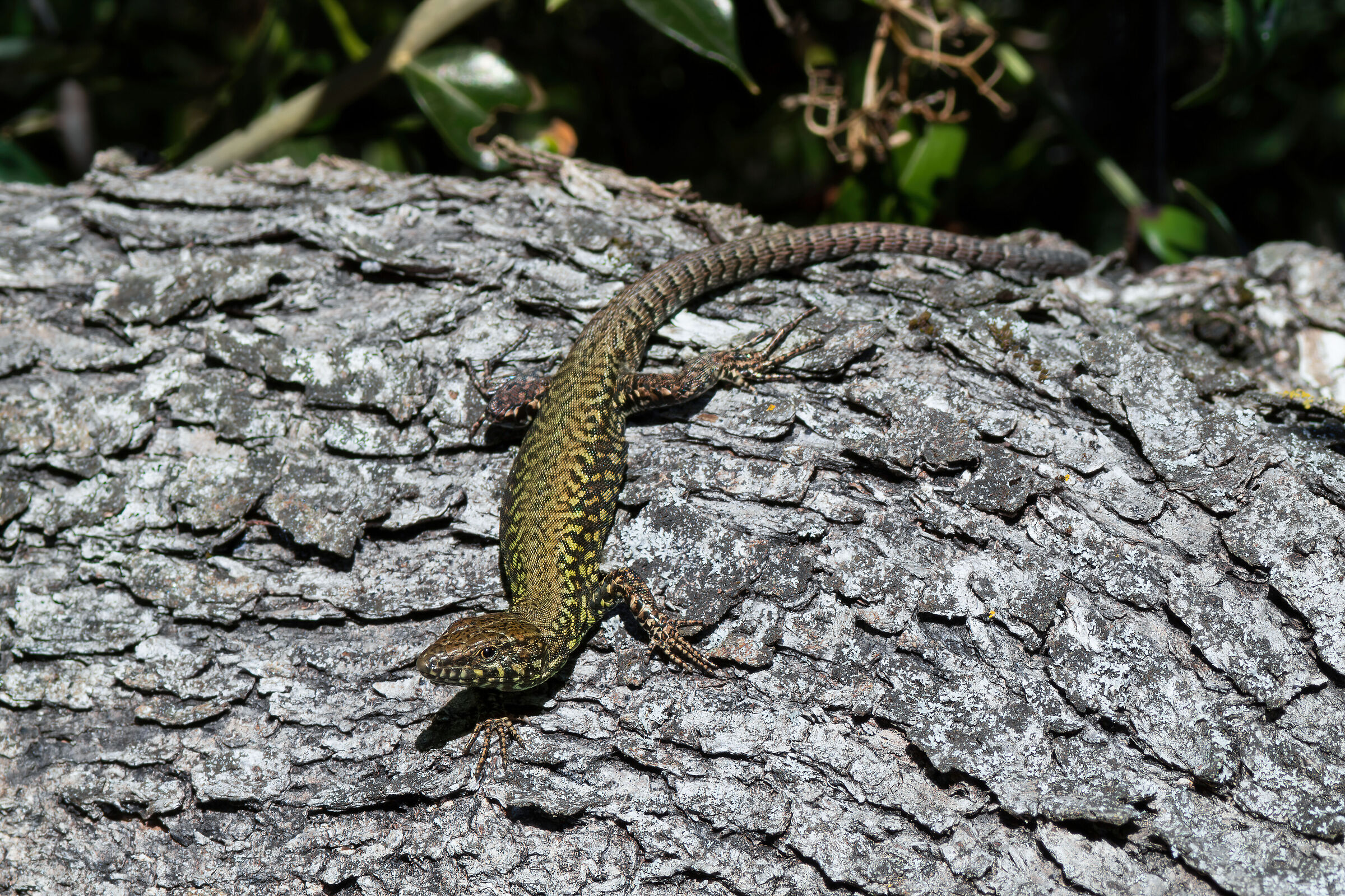 Podarcis muralis