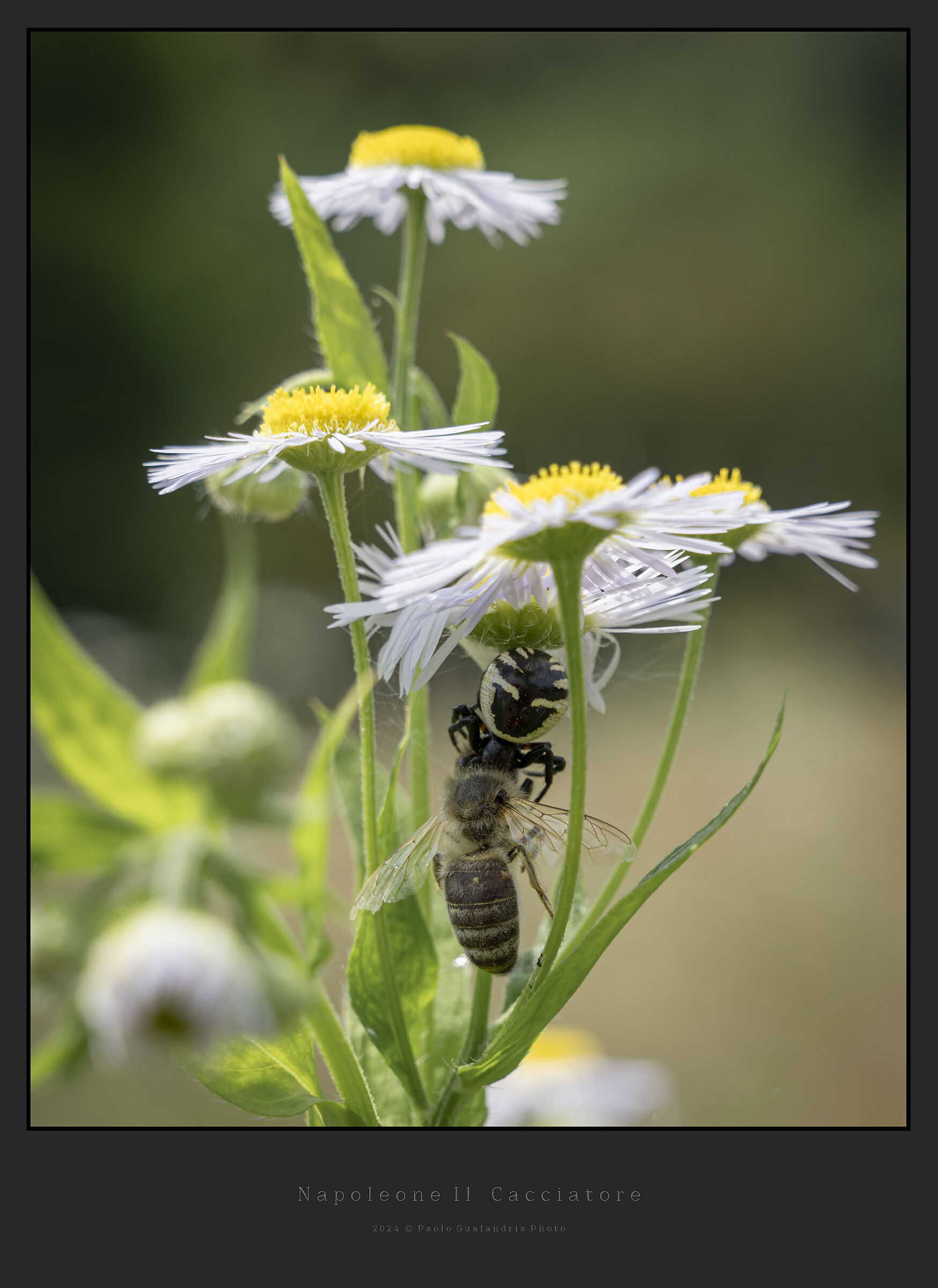 Napoleone Il Cacciatore