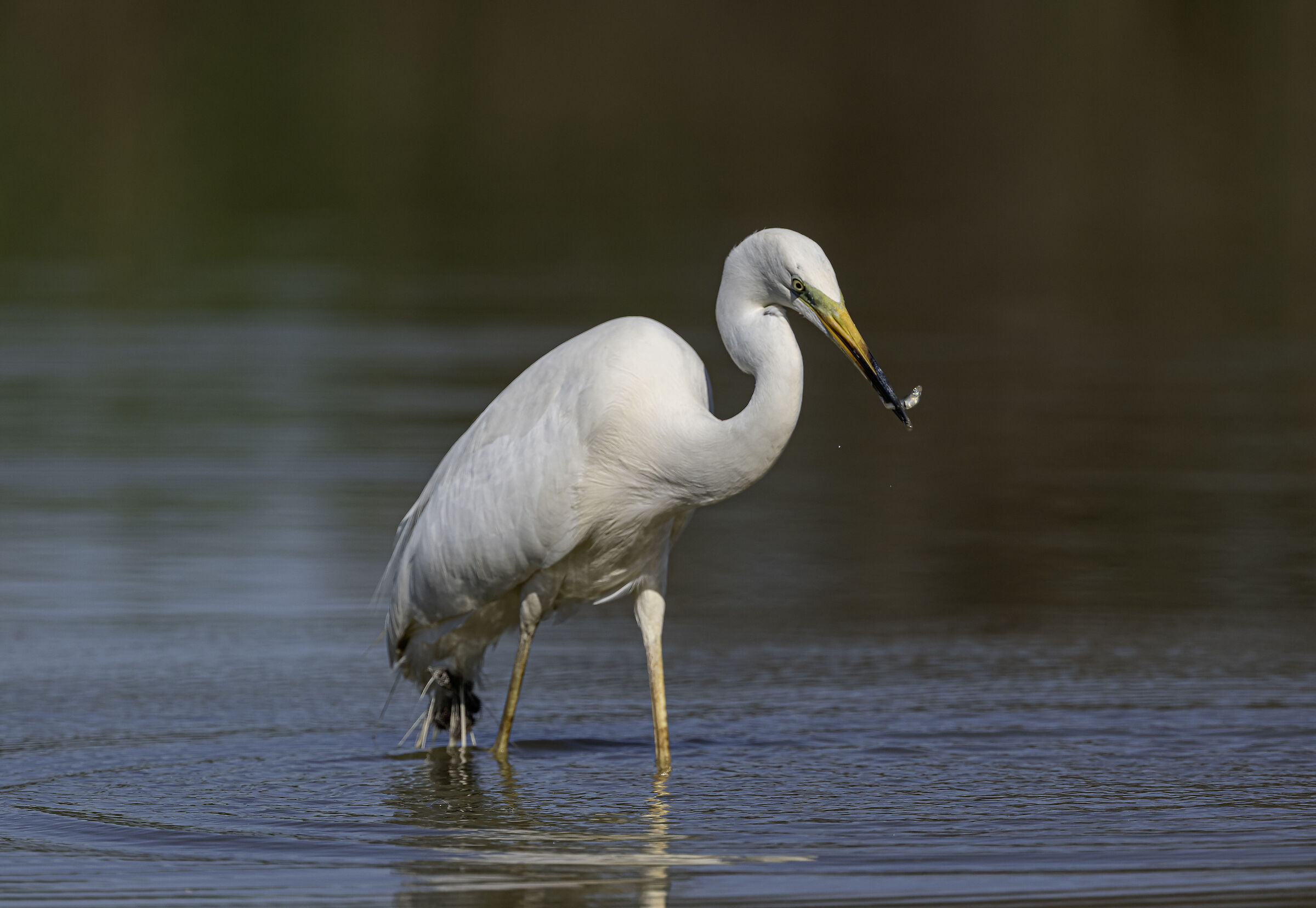 Great white heron with prey