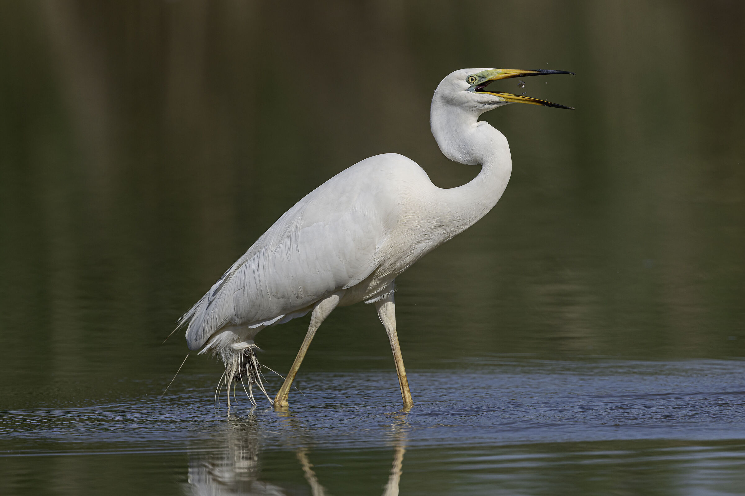 Great white heron with prey