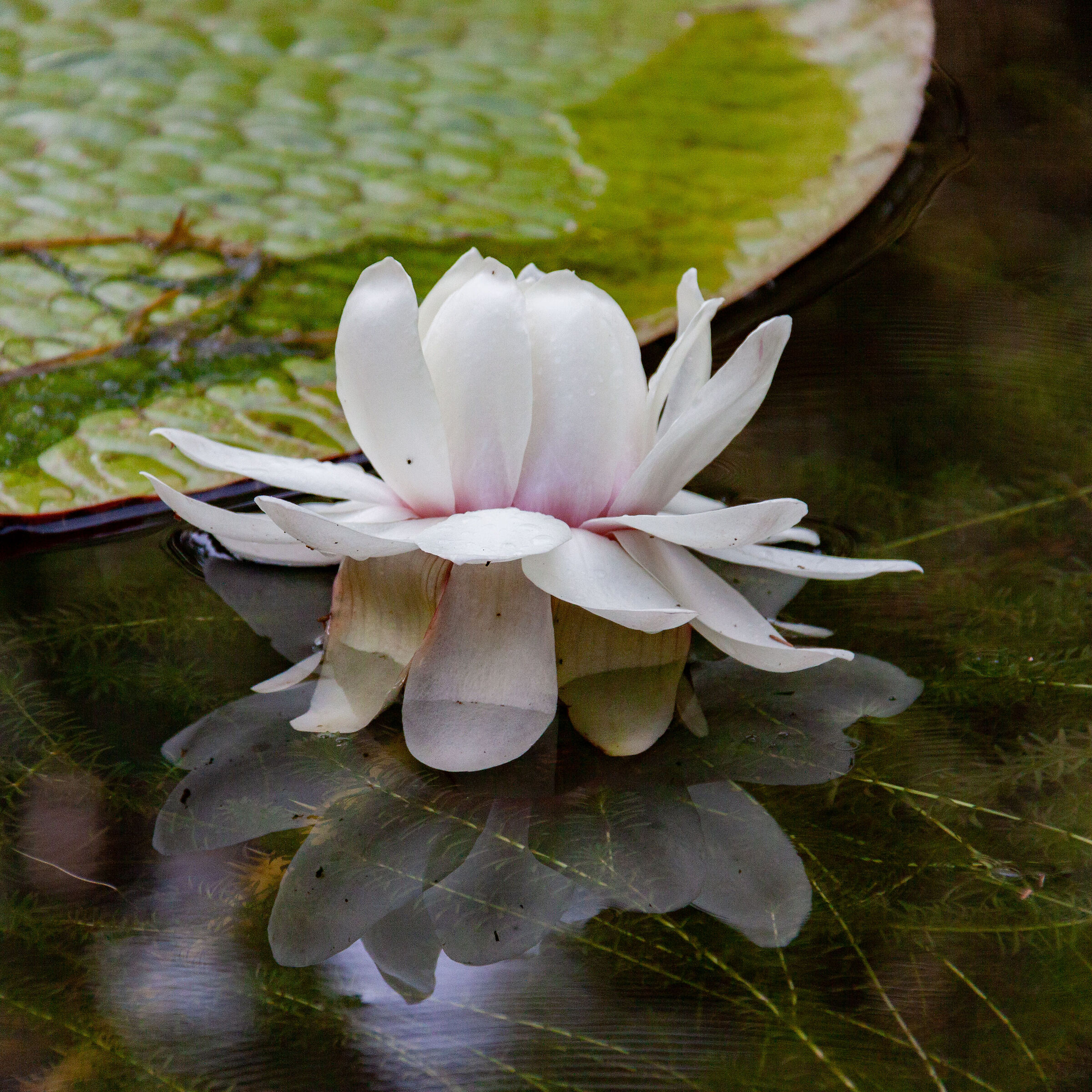 Flower among water lilies