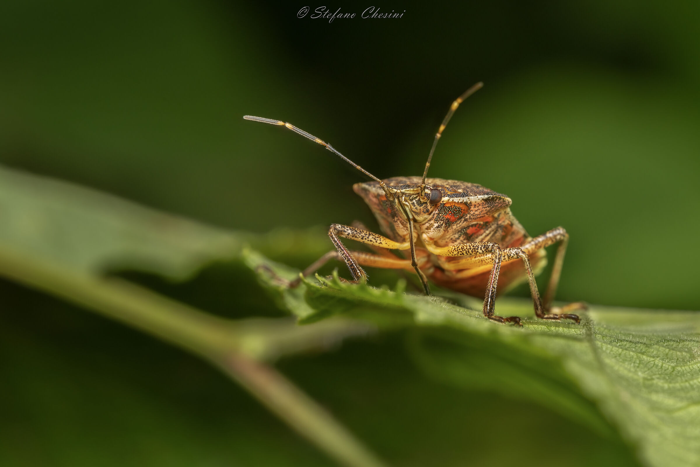Asian stink bug
