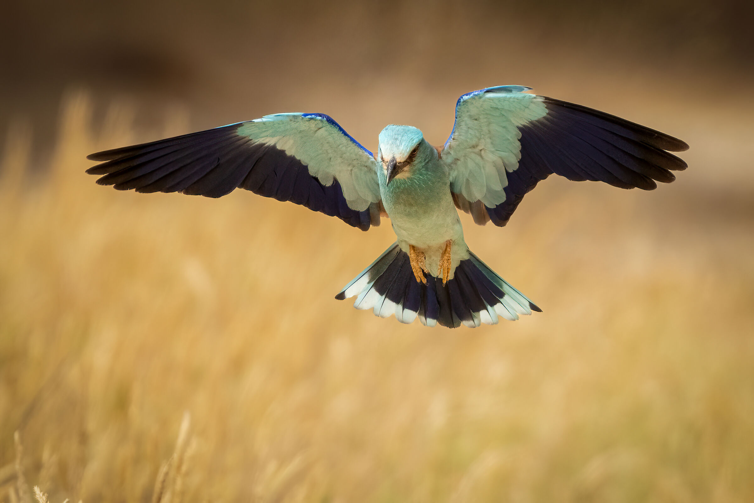 Ghiandaia marina (Coracias garrulus)