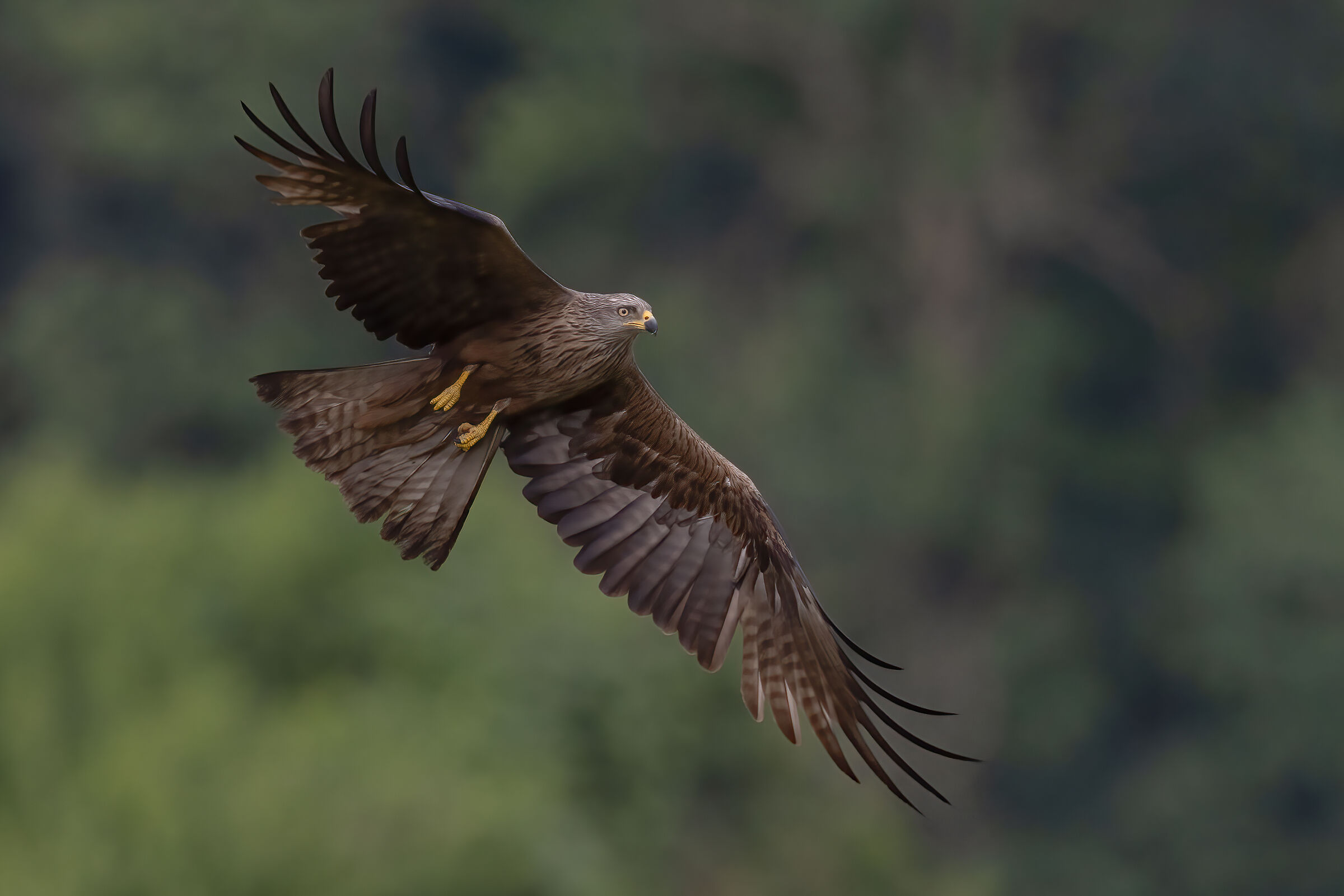 black kite