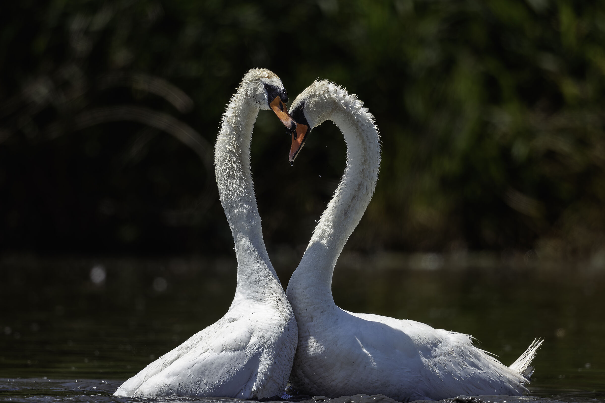 Swans in love