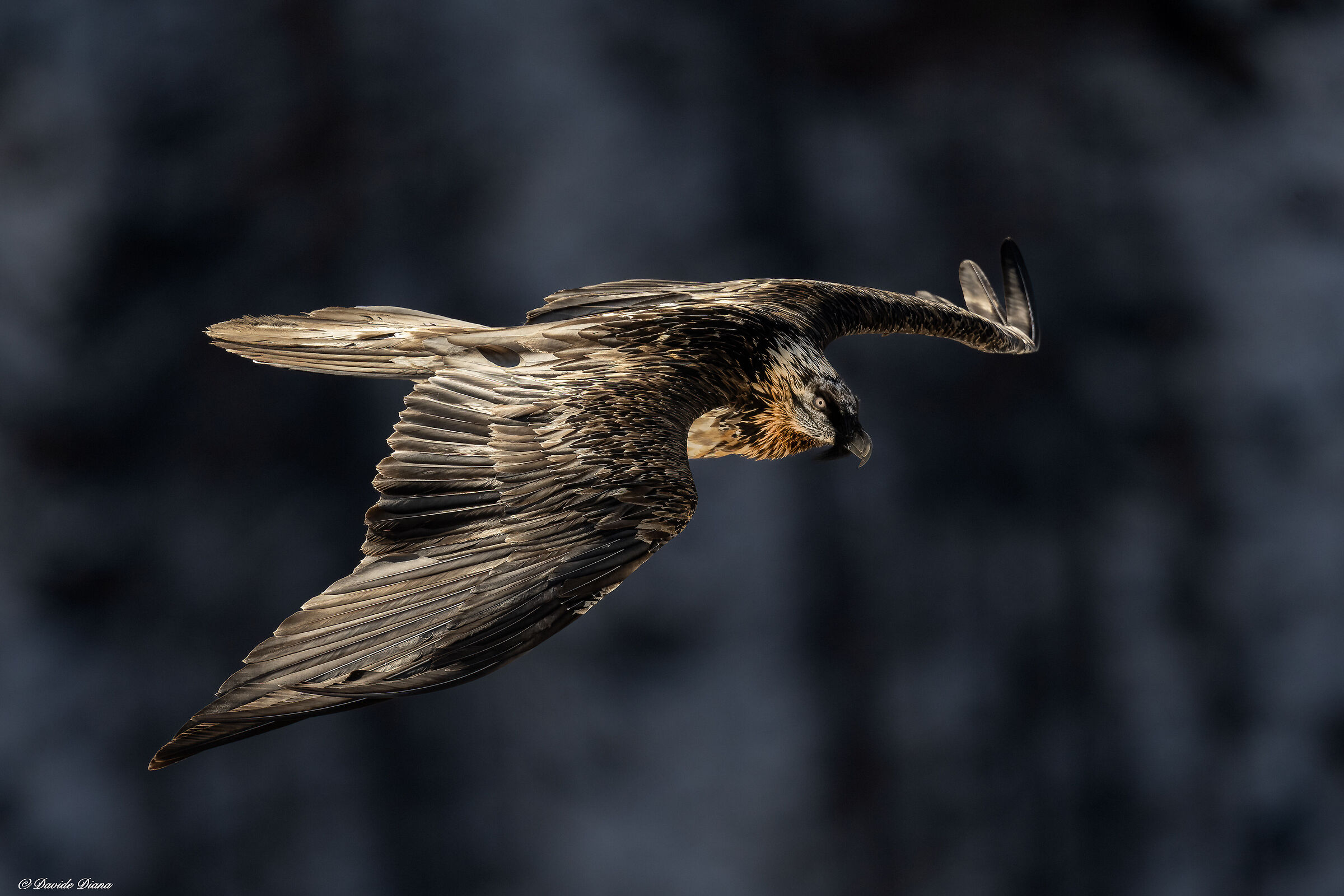 Gypaetus barbatus - Gran Paradiso National Park