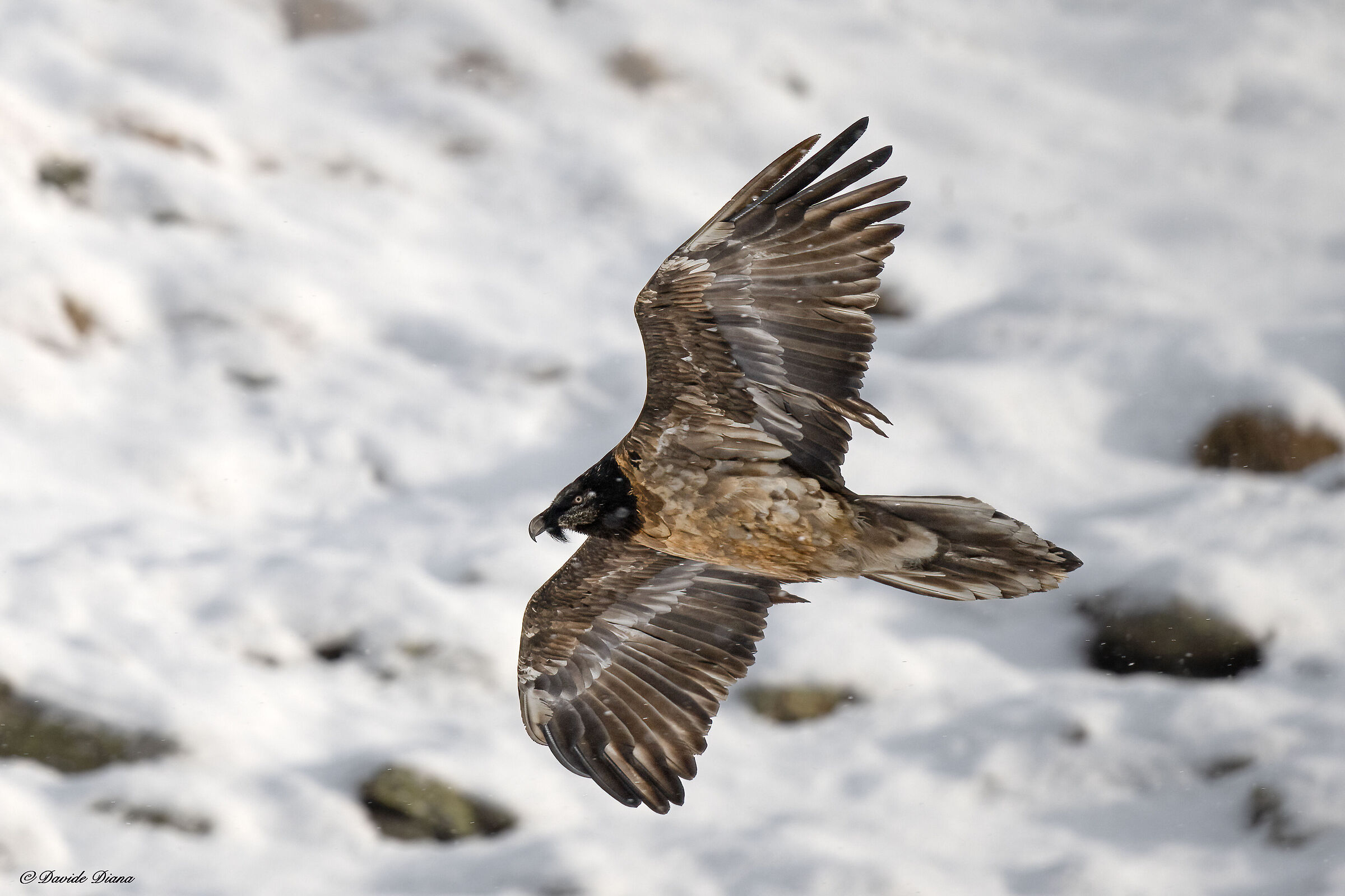 Gypaetus barbatus - Gran Paradiso National Park