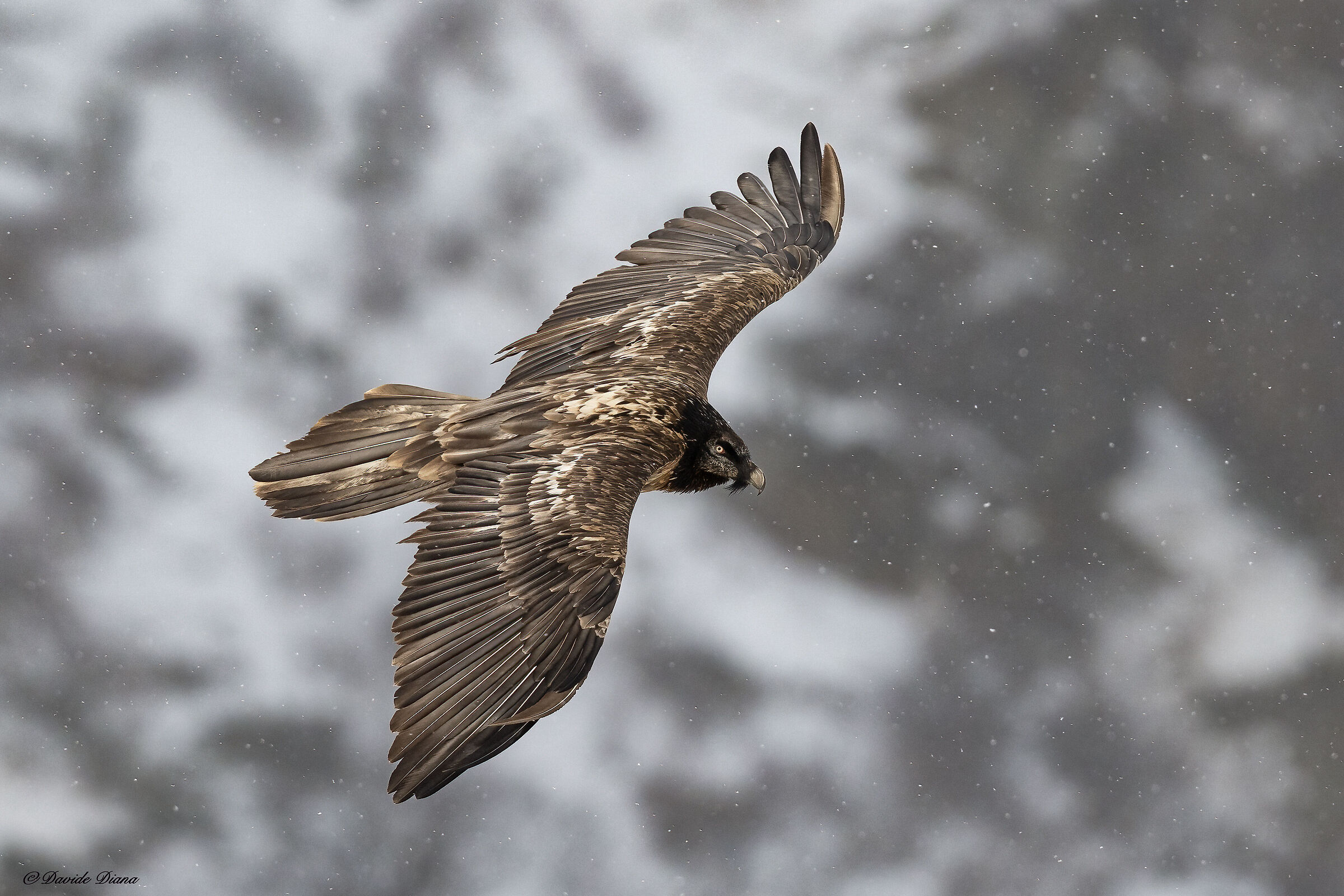 Gypaetus barbatus - Gran Paradiso National Park