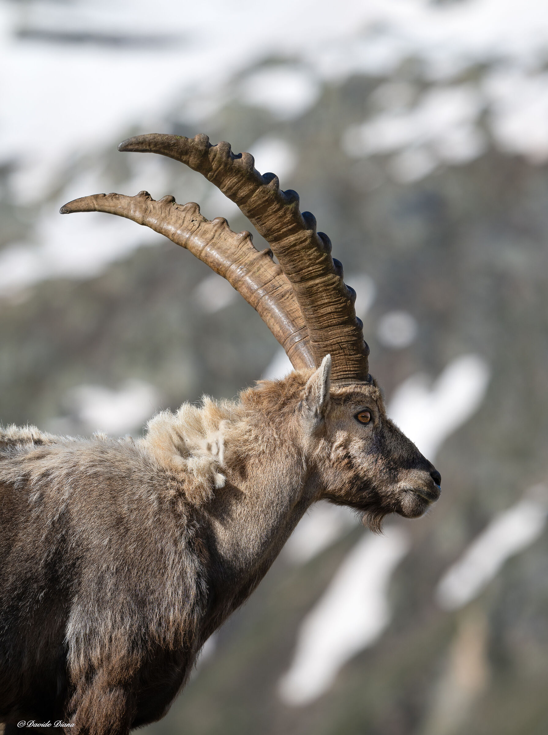 Ibex - Gran Paradiso National Park