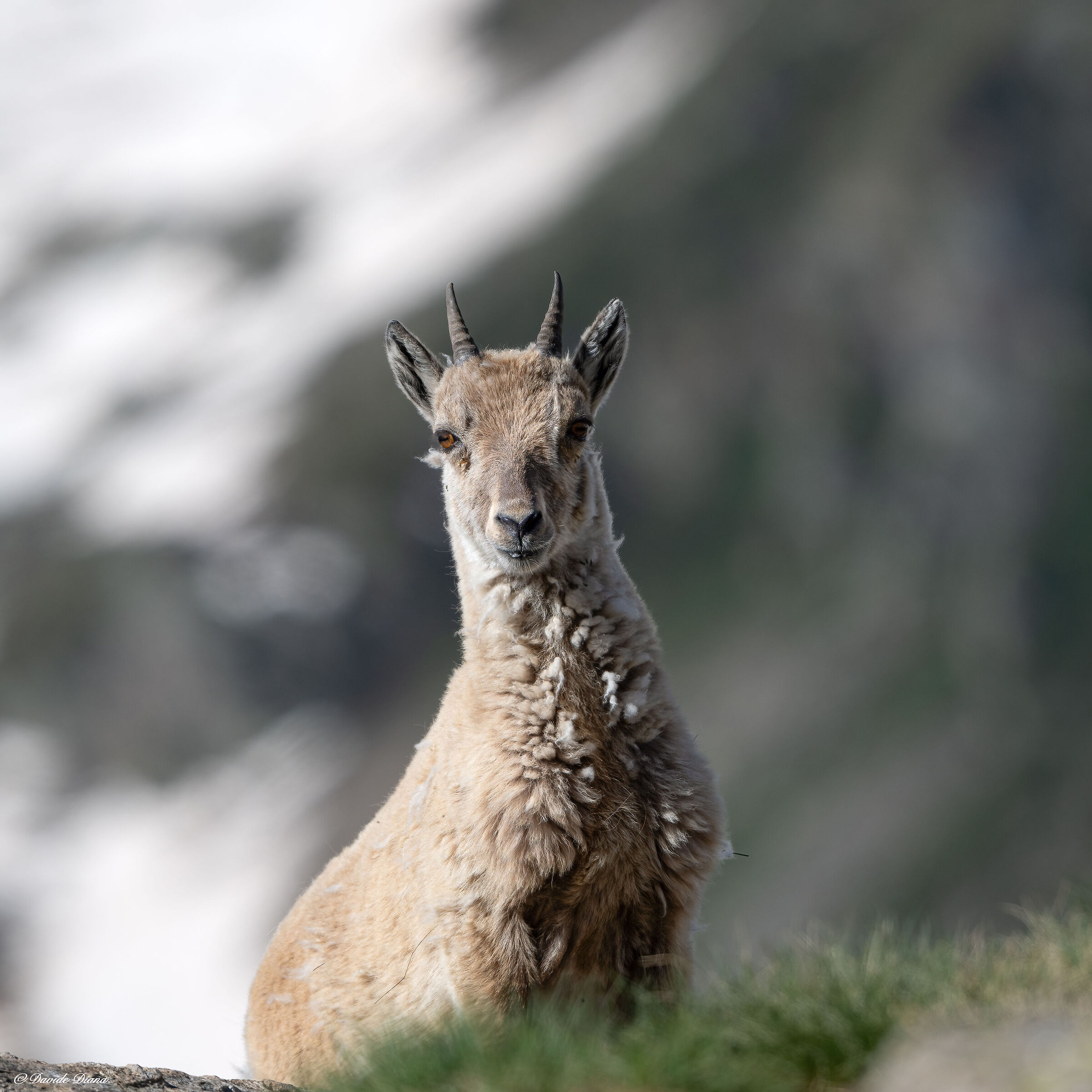 Ibex - Gran Paradiso National Park