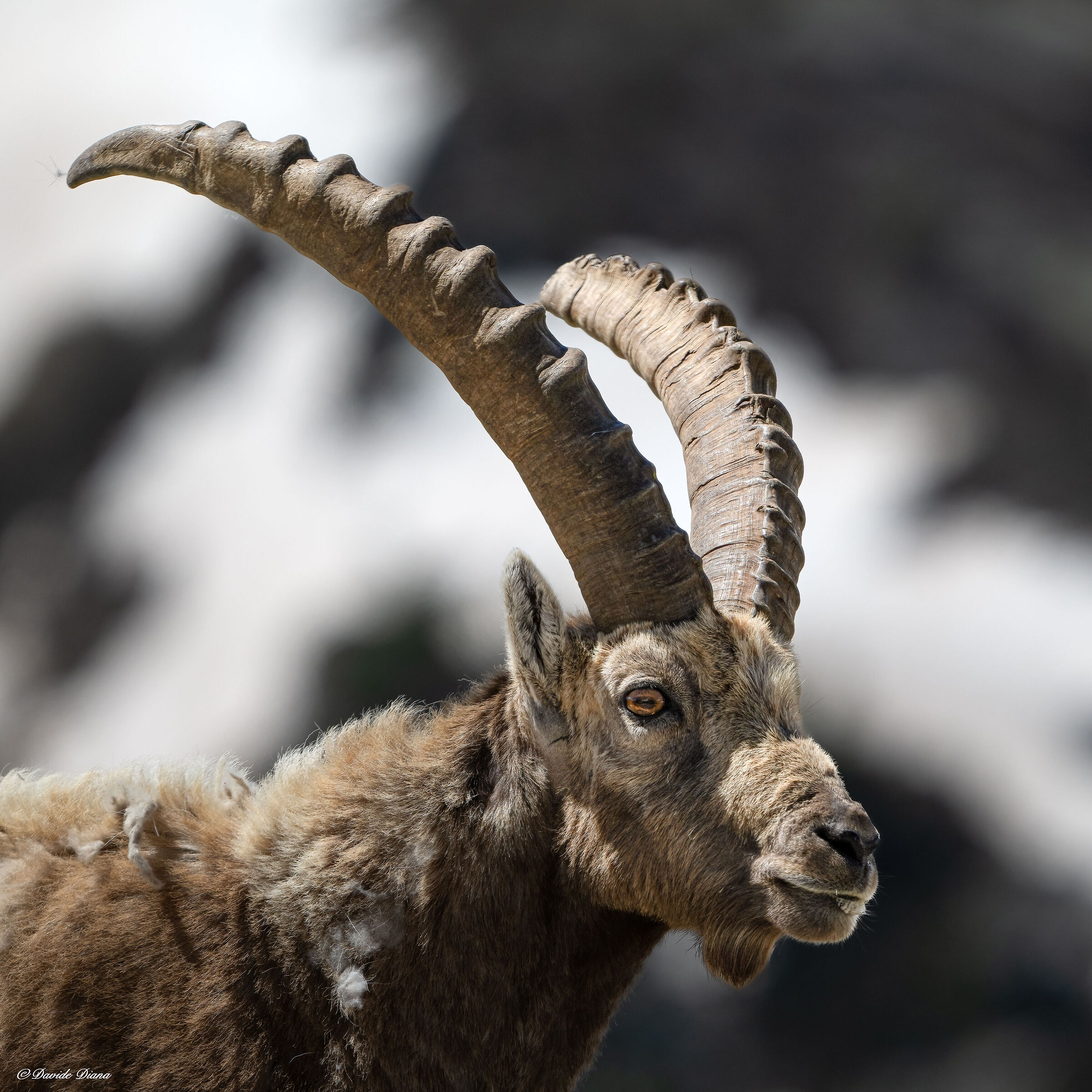 Ibex - Gran Paradiso National Park