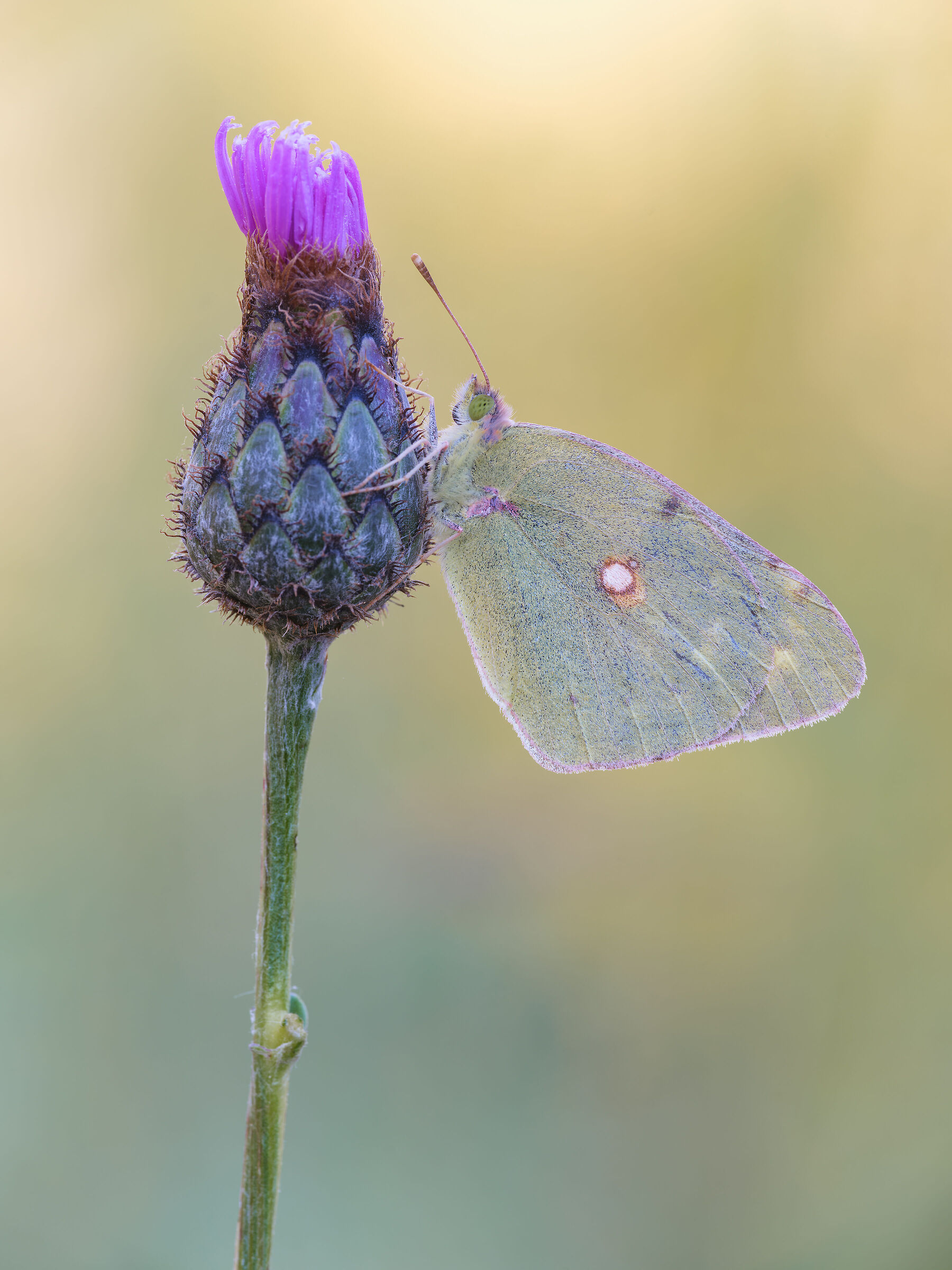 Colias crocea