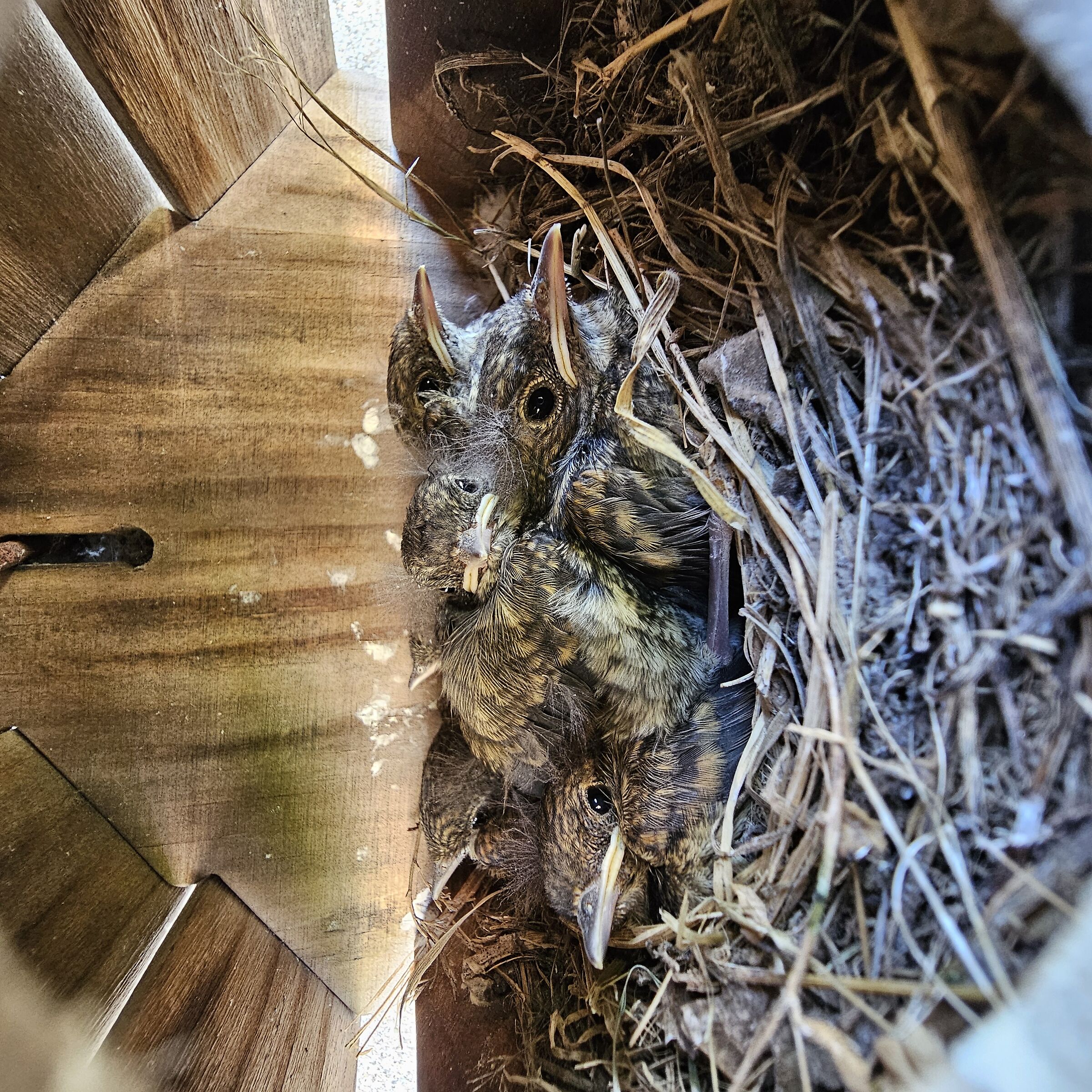 Redstarts chimney sweep