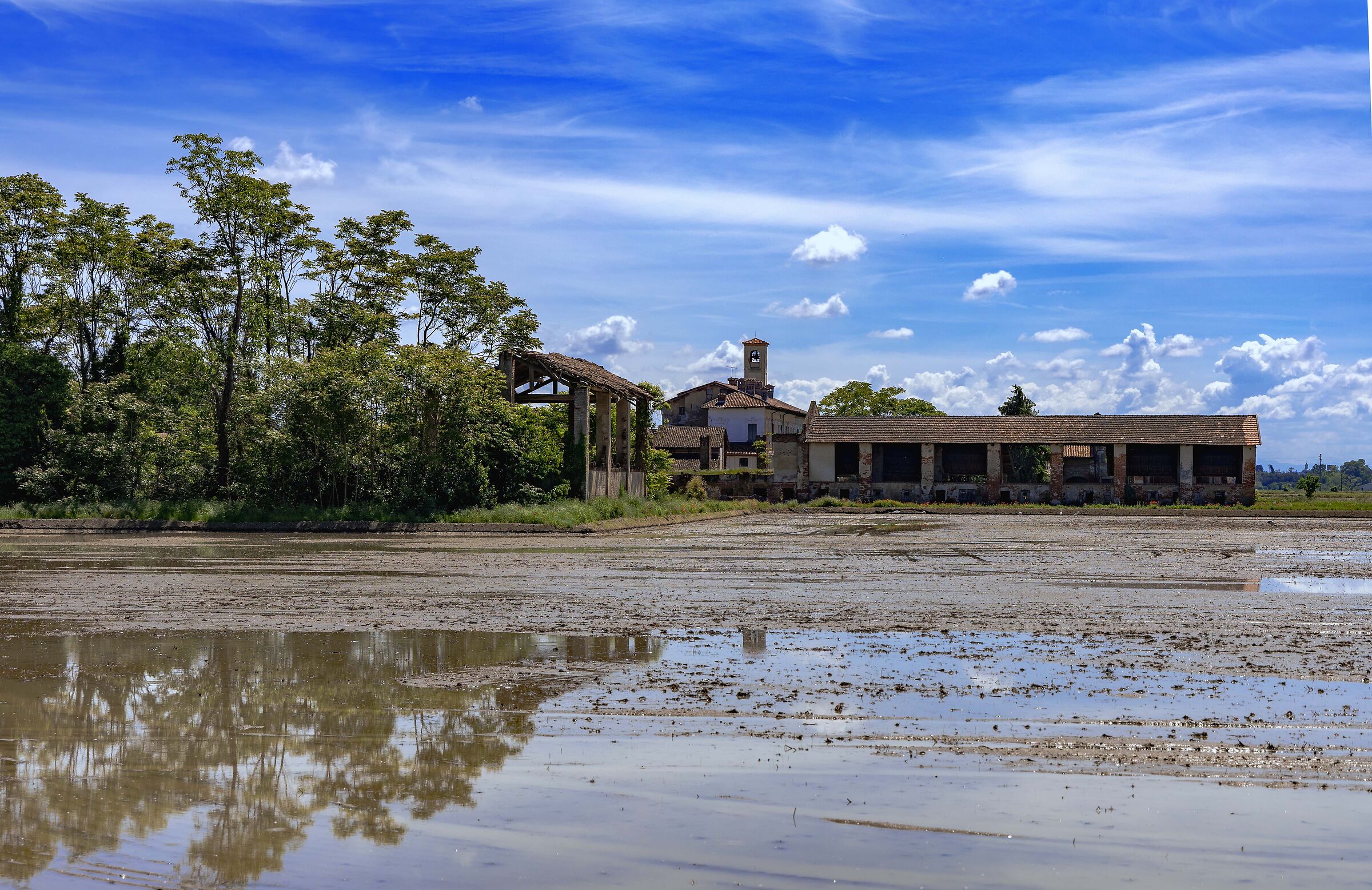 Oryza