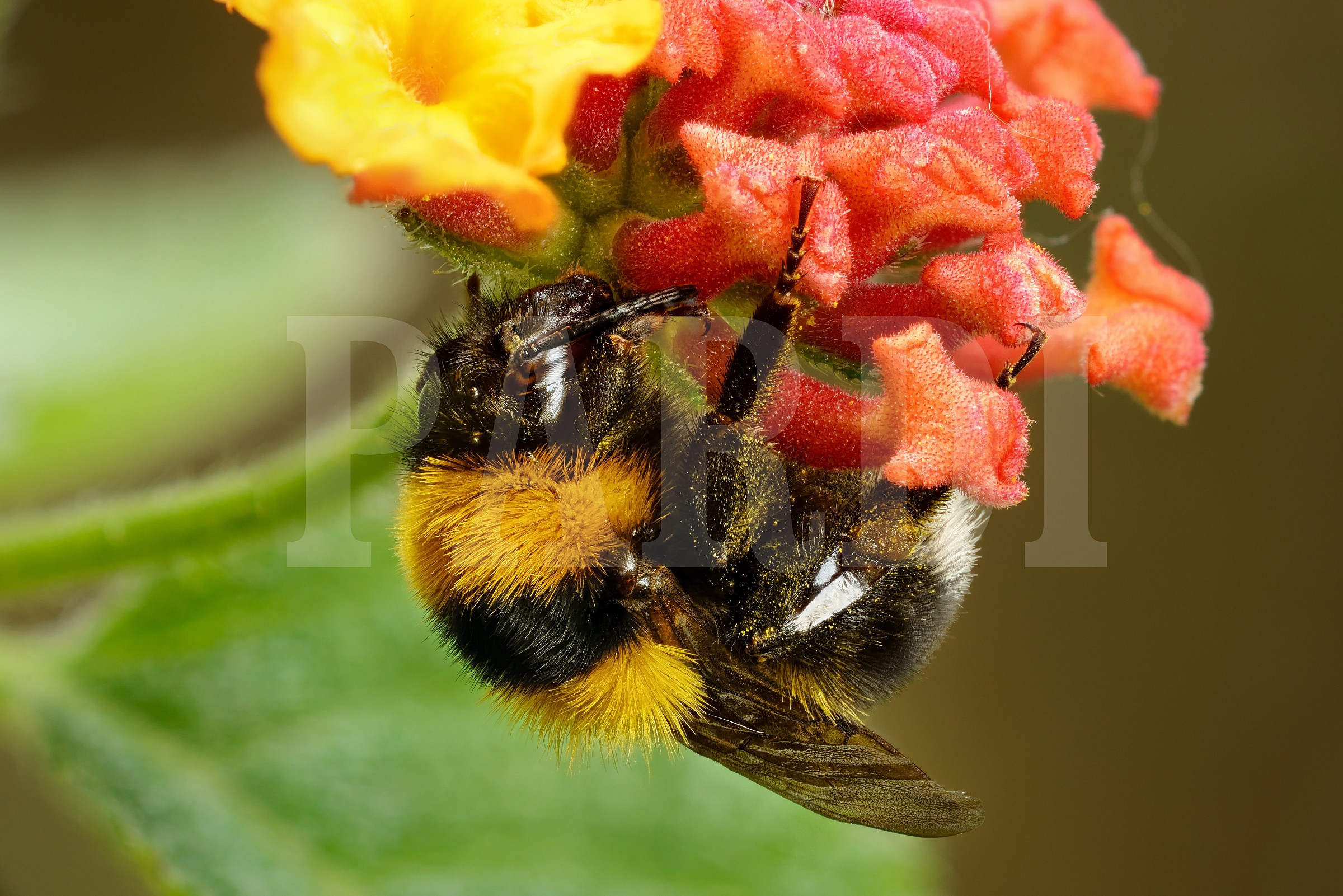 Bumblebee with 20 euro ...