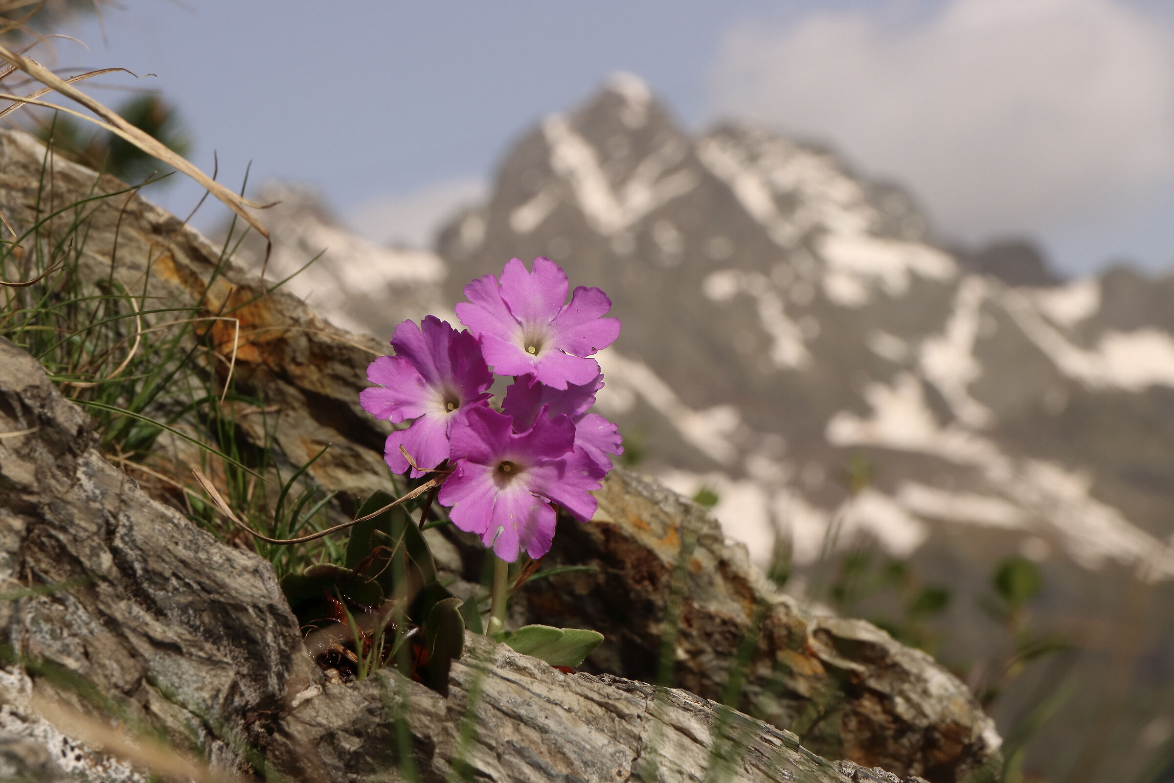 primula glaucescens - al Coca -