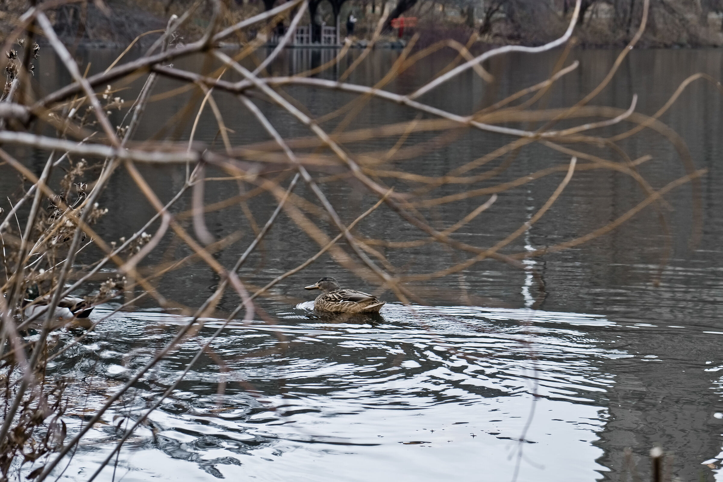 December in Central Park Lake