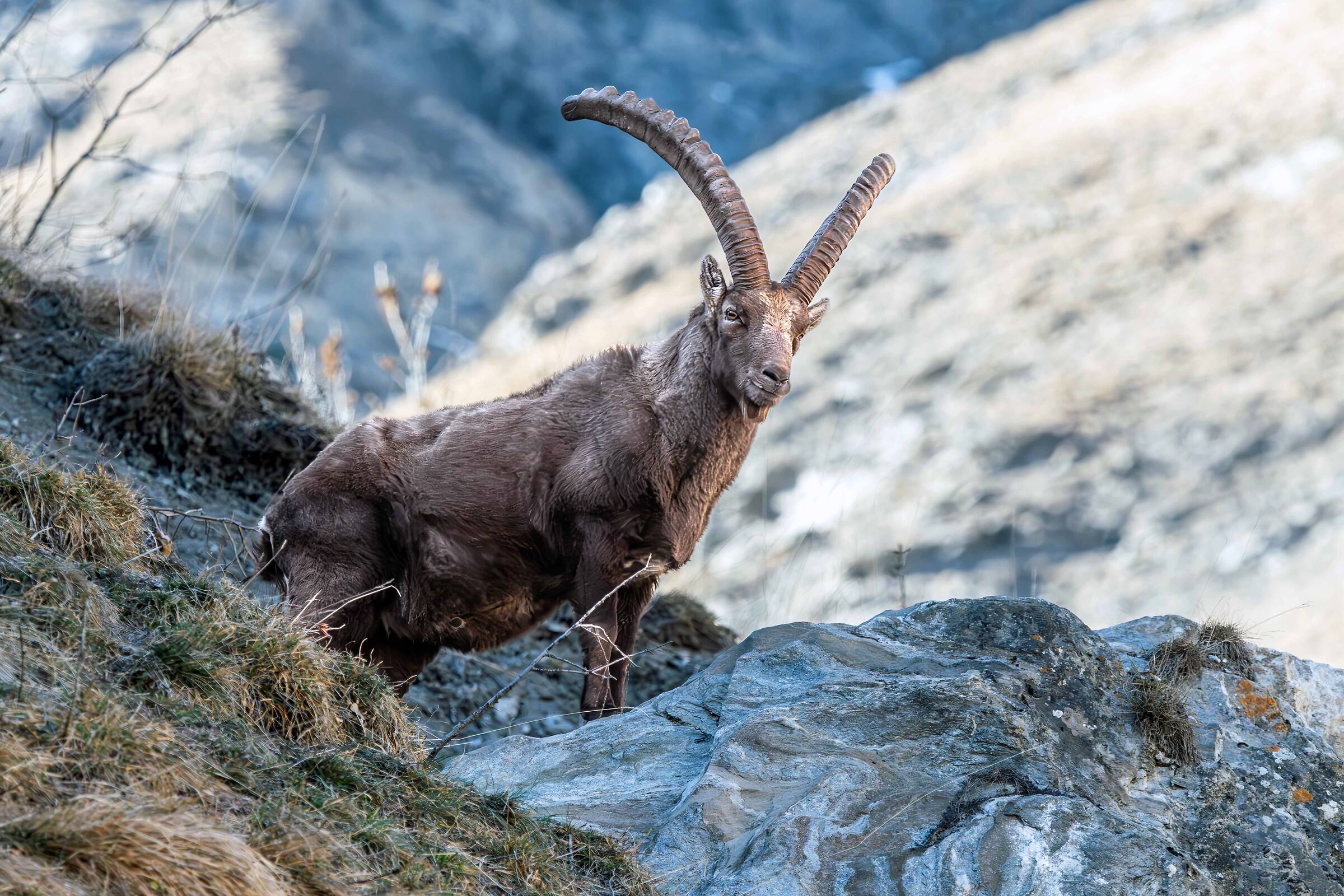Stambecco (Capra ibex)