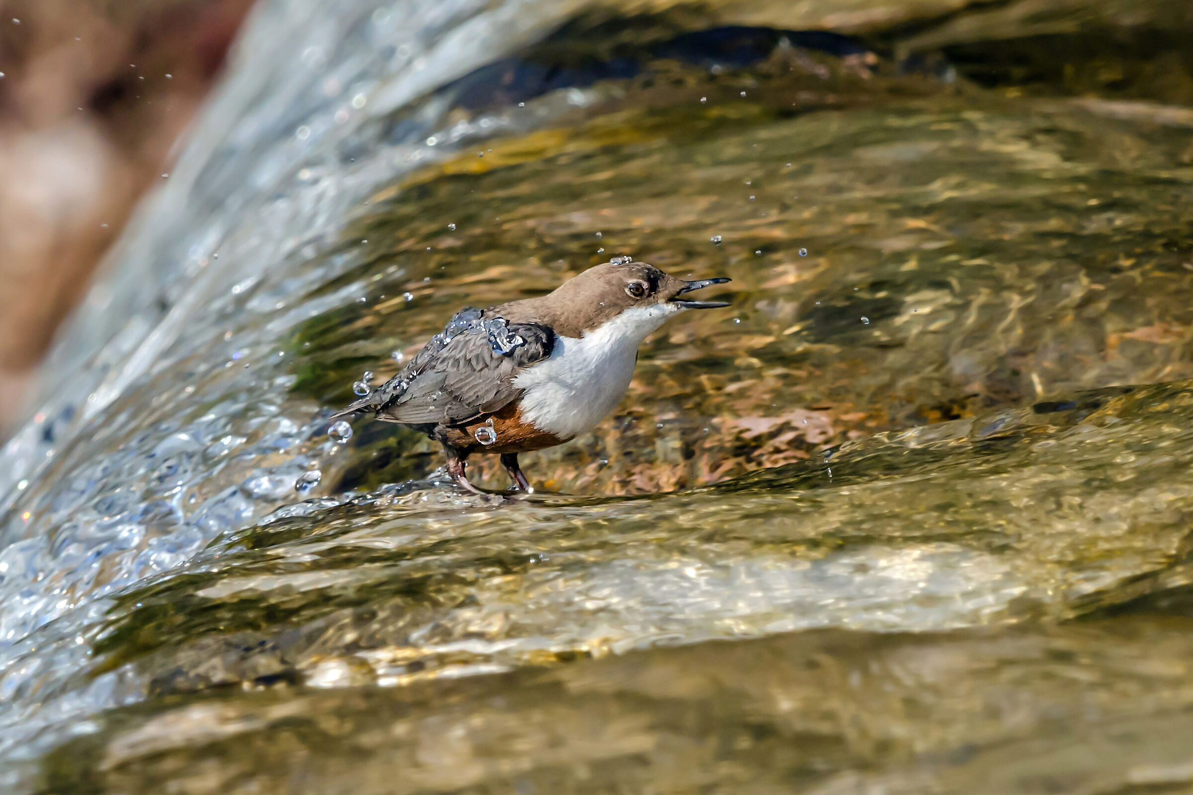 Merlo acquaiolo (Cinclus cinclus)