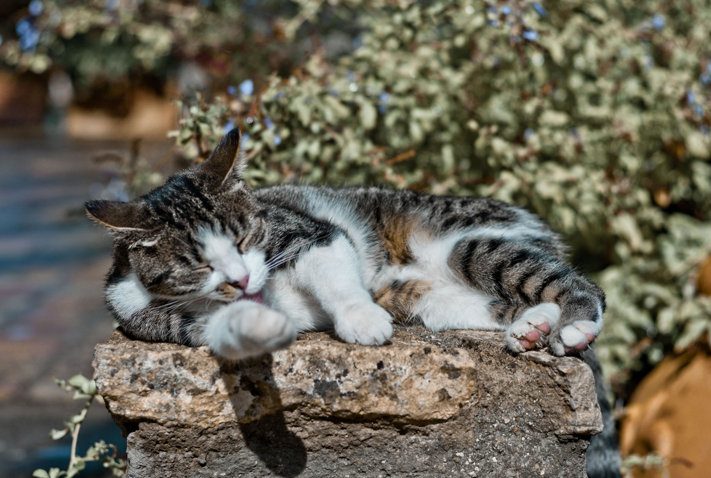 The cat is on the... wall