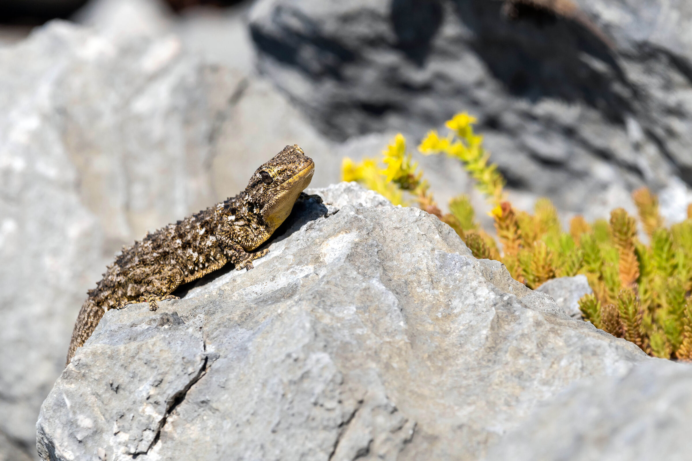 Geco comune (Tarentola mauritanica)