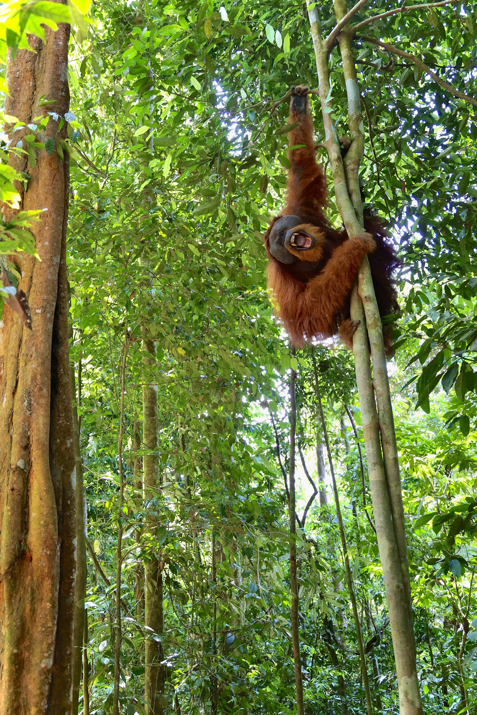 Big male orangutan