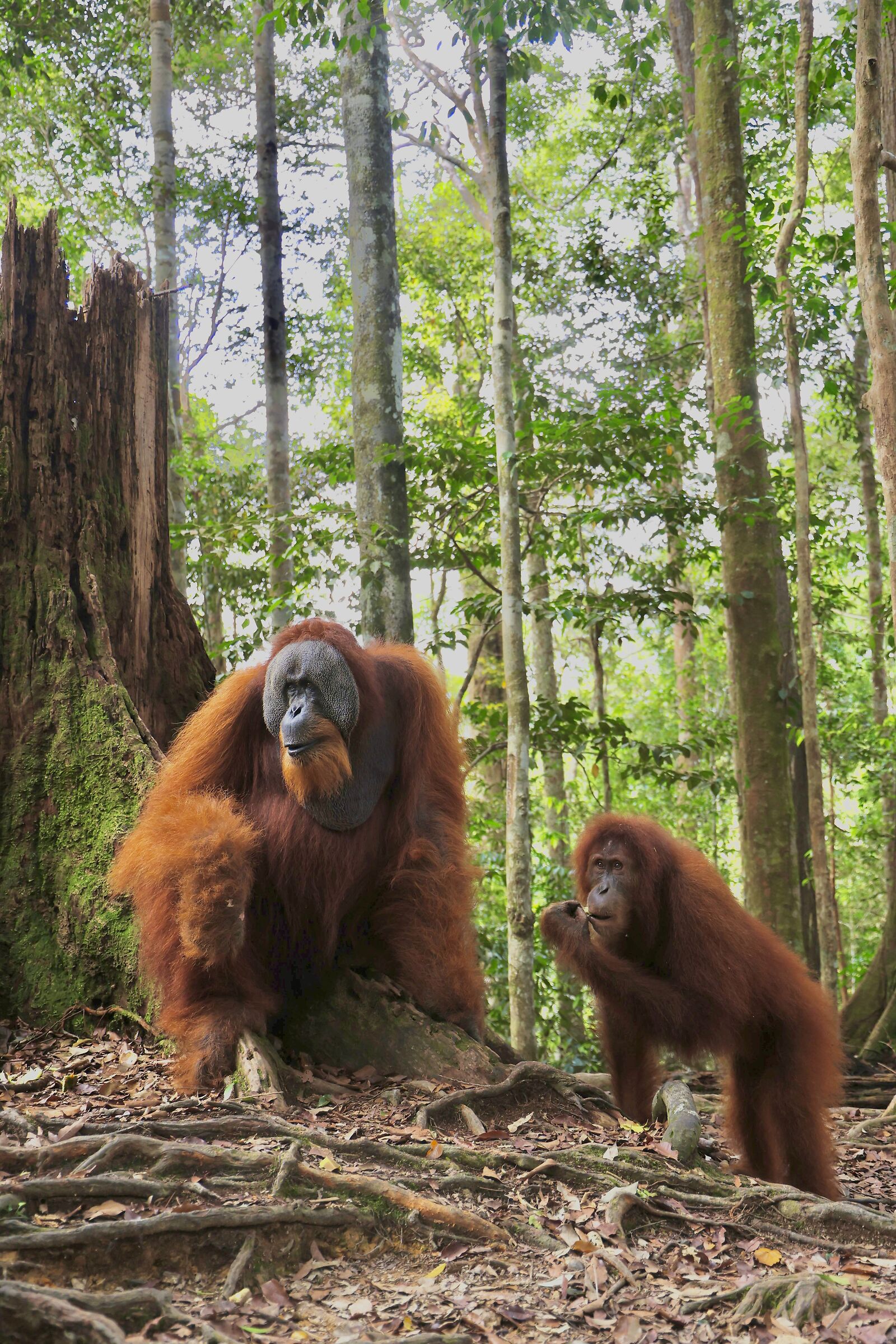 He and her Orangutan