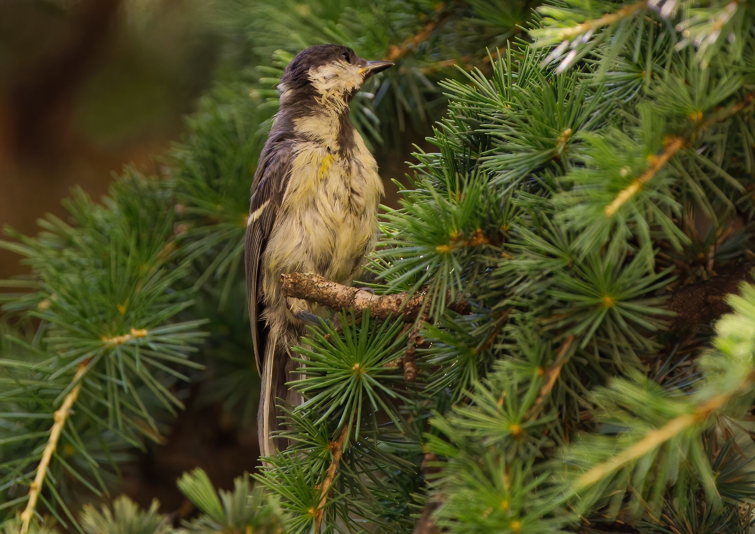 Giovane cinciallegra