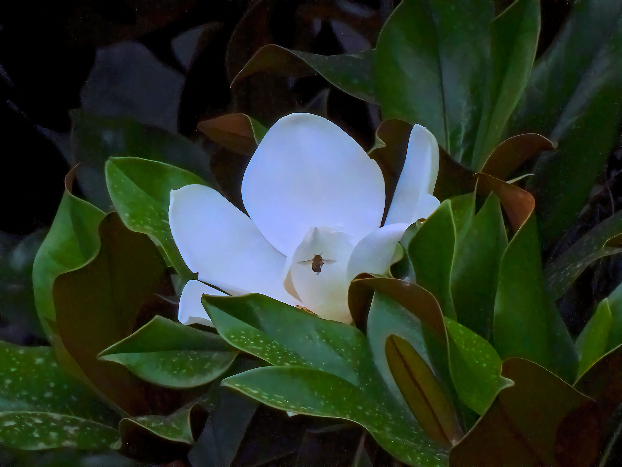 Magnolia Grandiflora