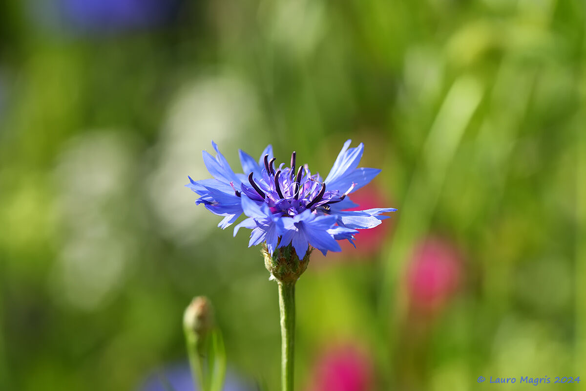 Centaurea cyanus