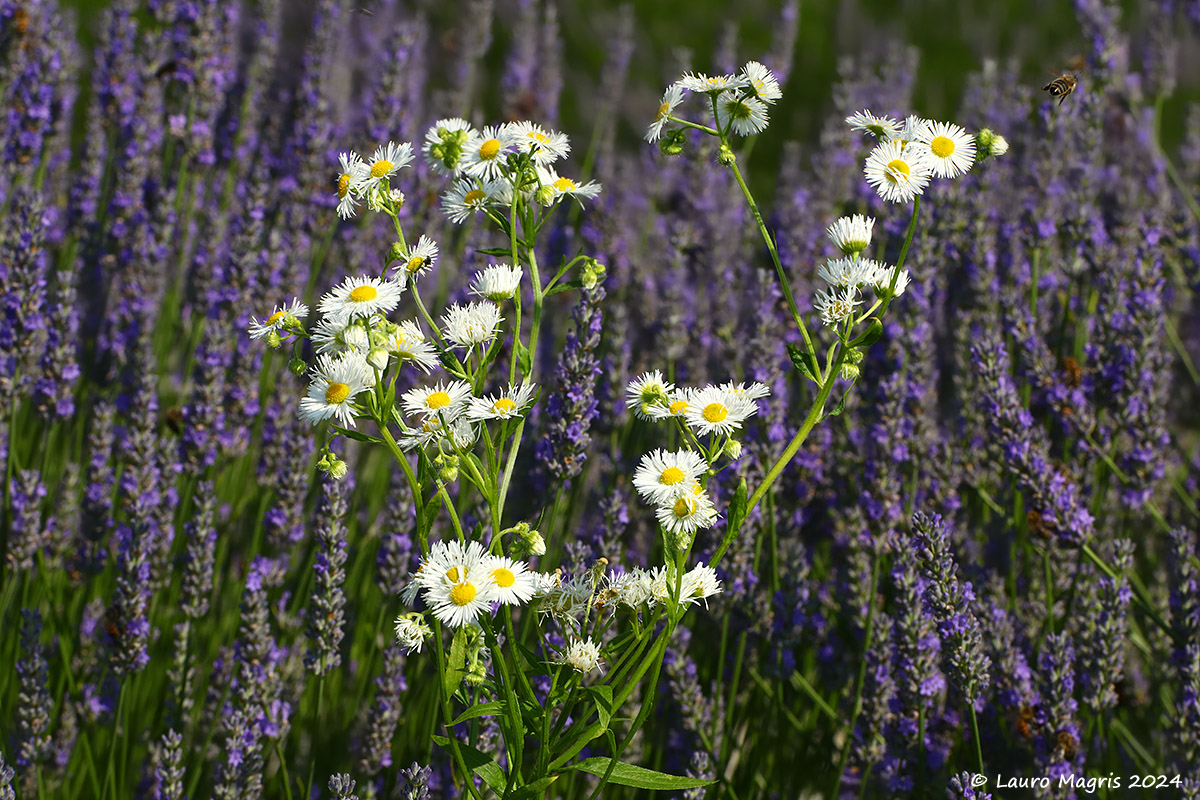 Candore in un mare viola