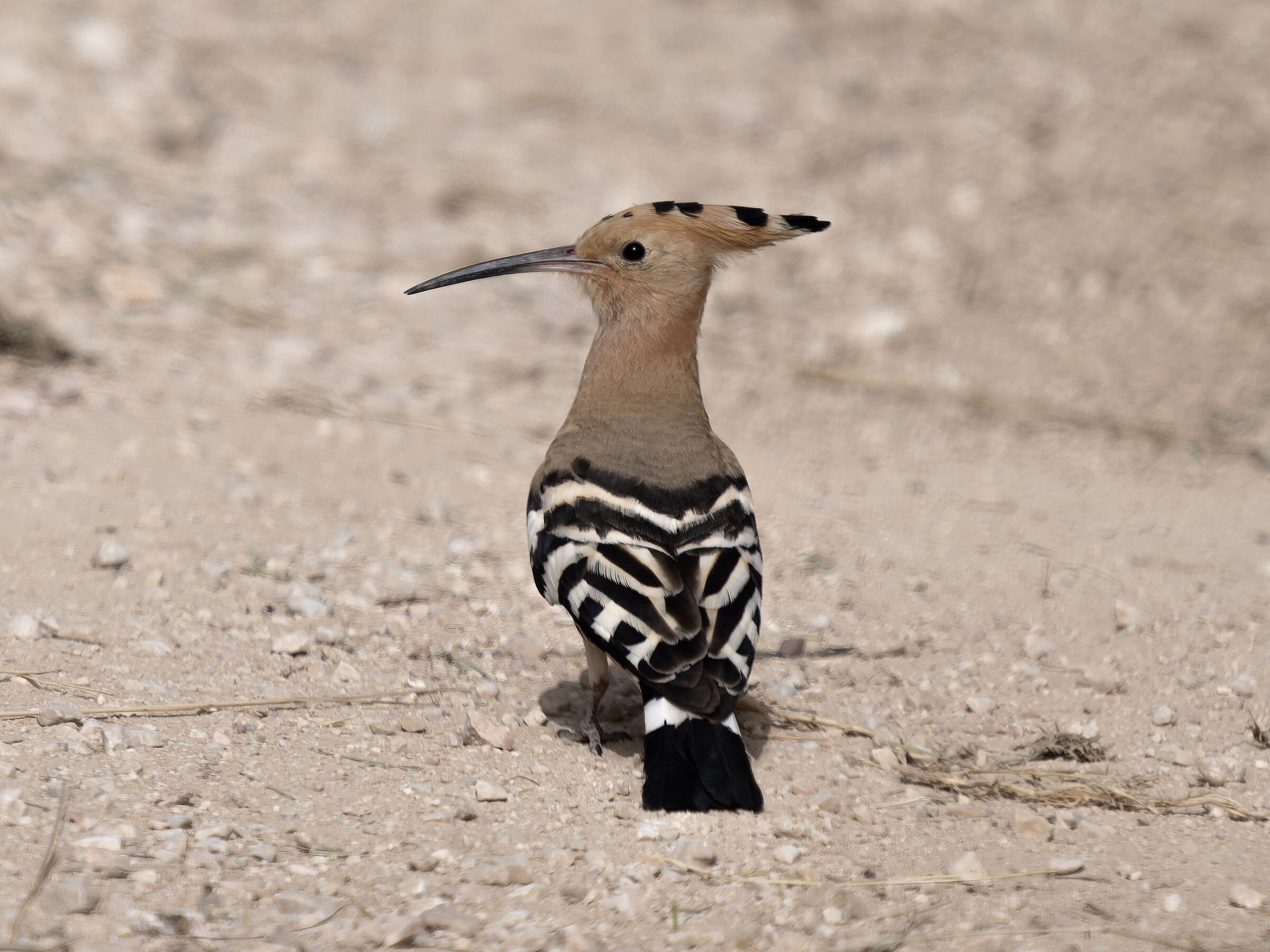Hoopoe