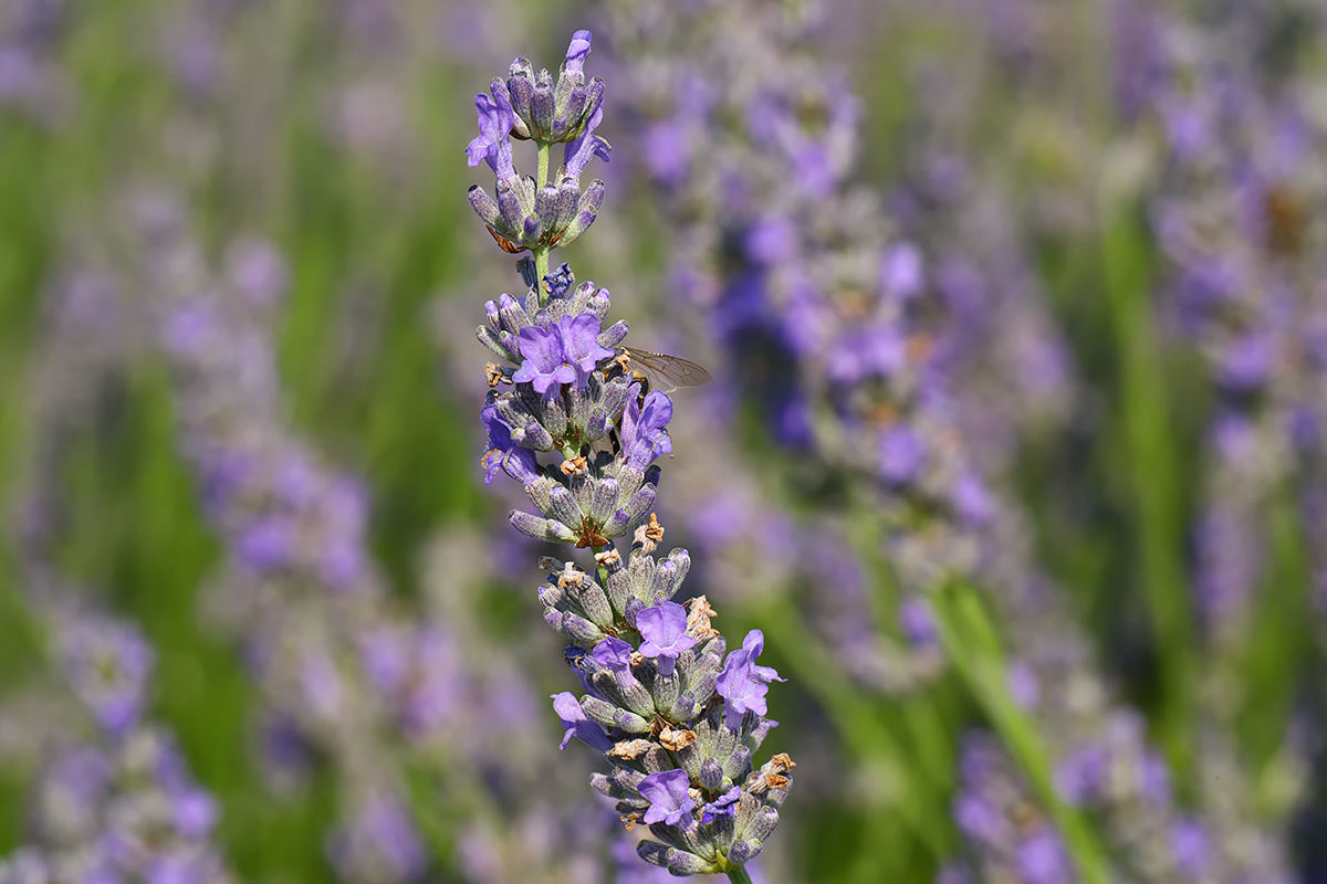 Spiga di lavanda