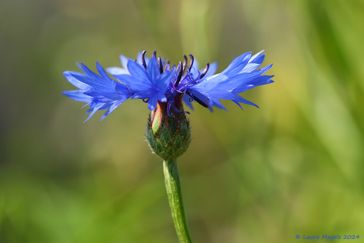 Esplosione di azzurro